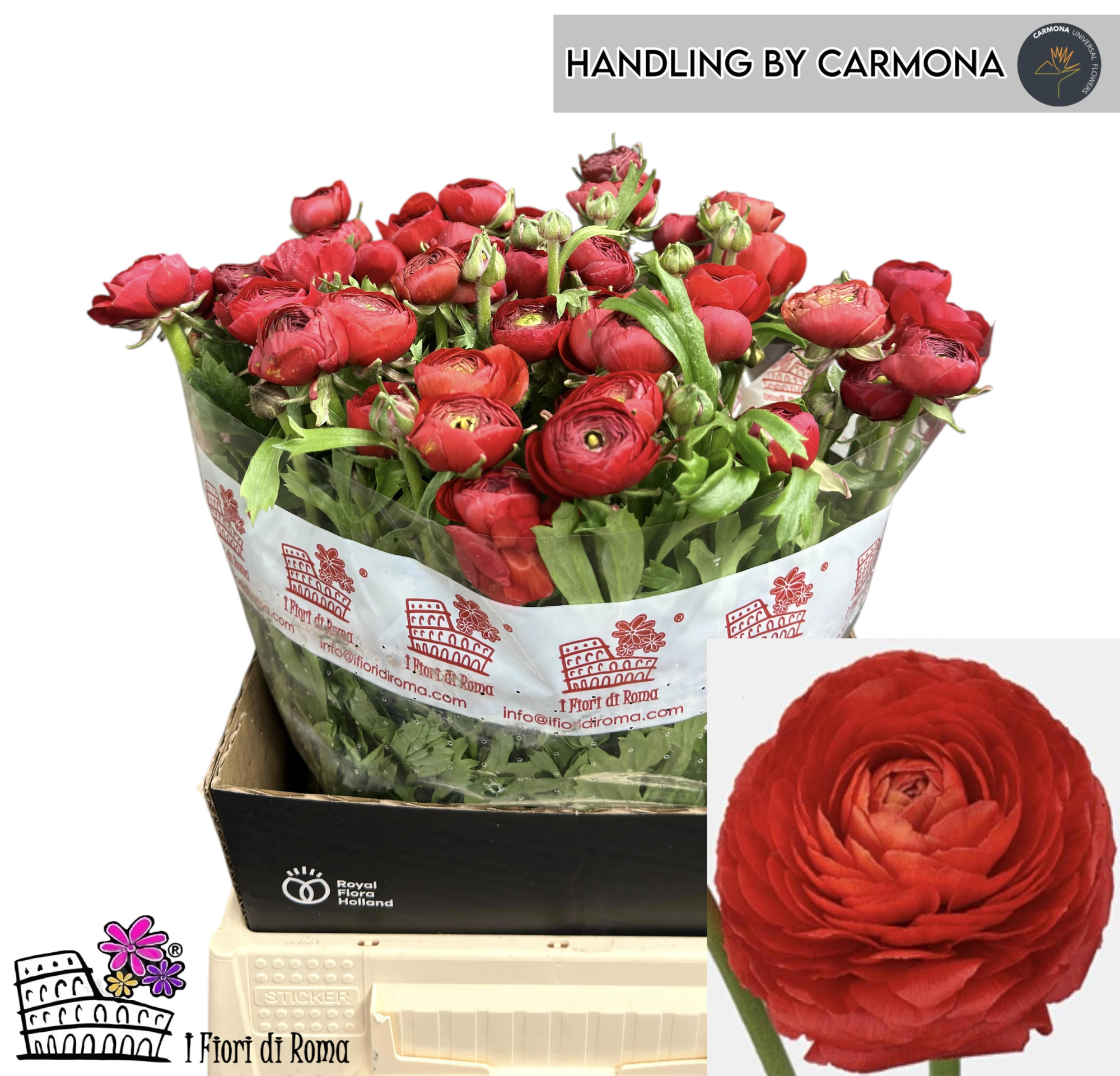 Ранункулус Элеганс Рэд 45, шт.