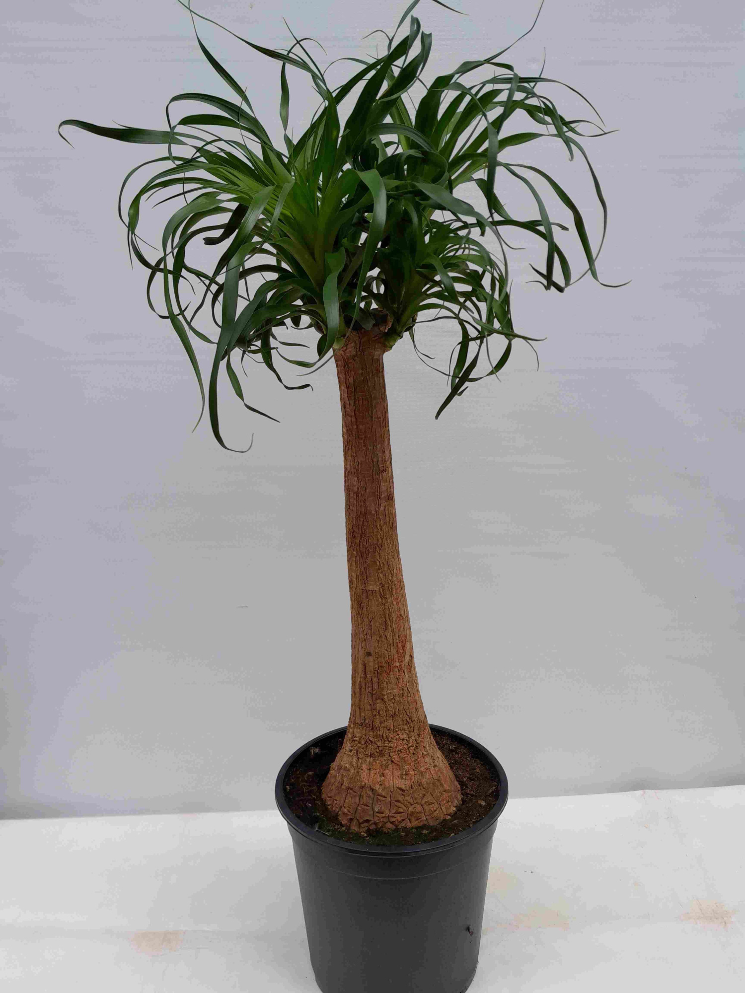 BEAUCARNEA RECURVATA, D 27 cm