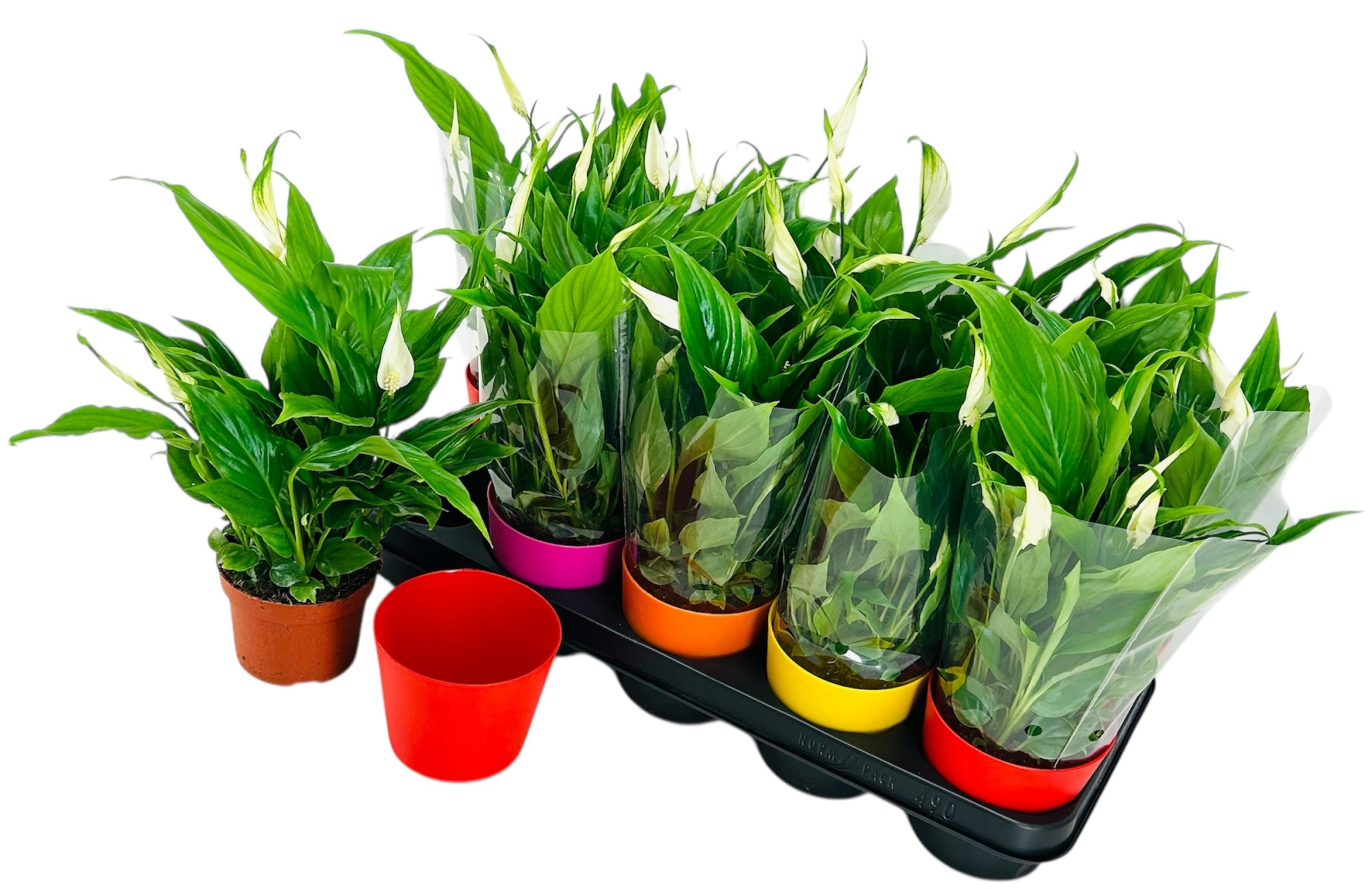 Spathiphyllum 11 cm - Backerpot, D 12 cm