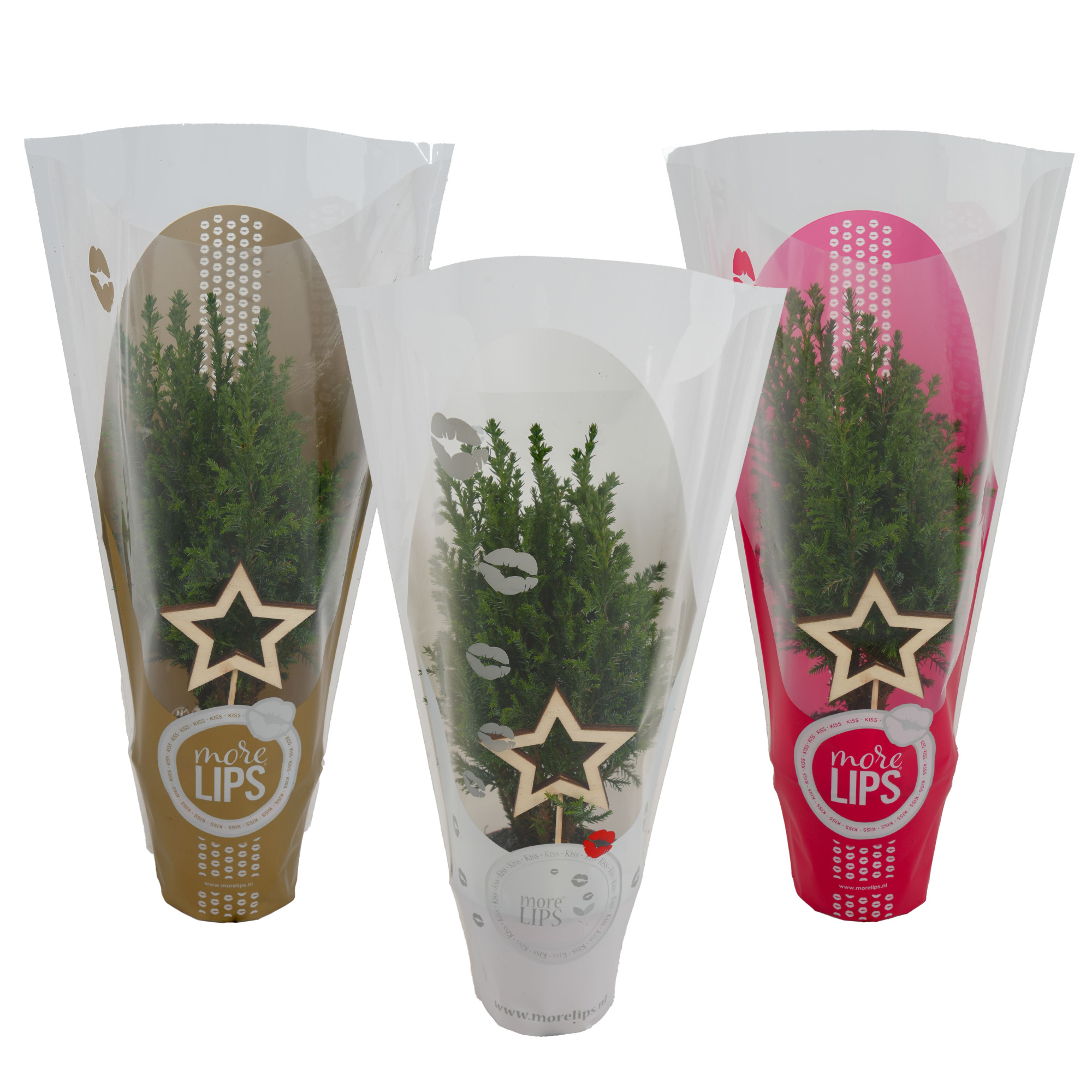 Ellwoodii groen Morelips ster, D 9