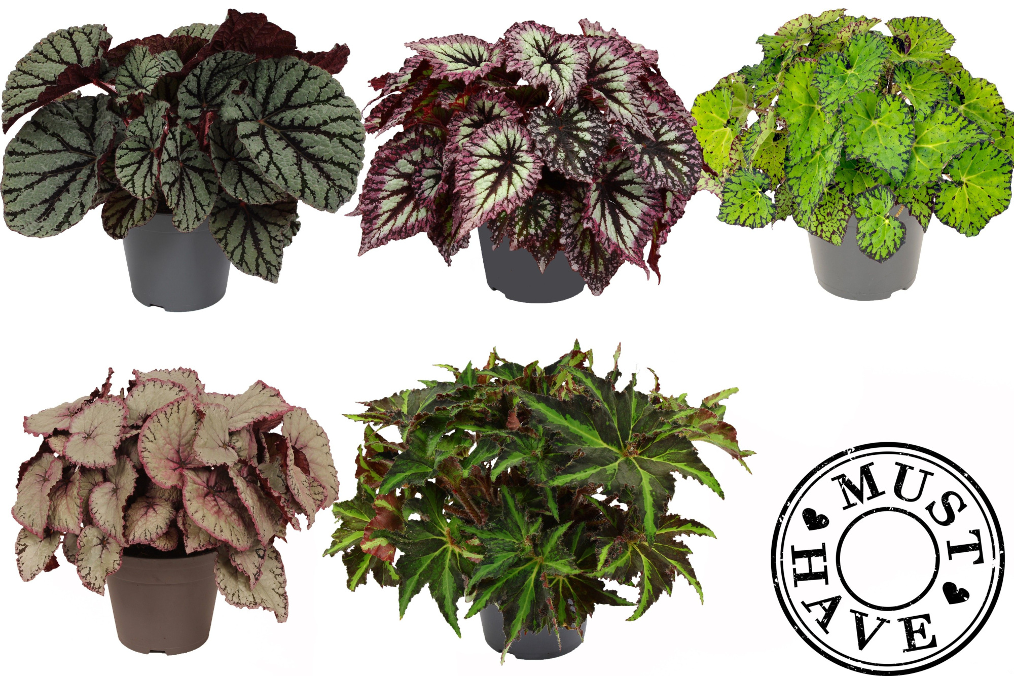 Bladbegonia Rex Mix in Floratino, D 17