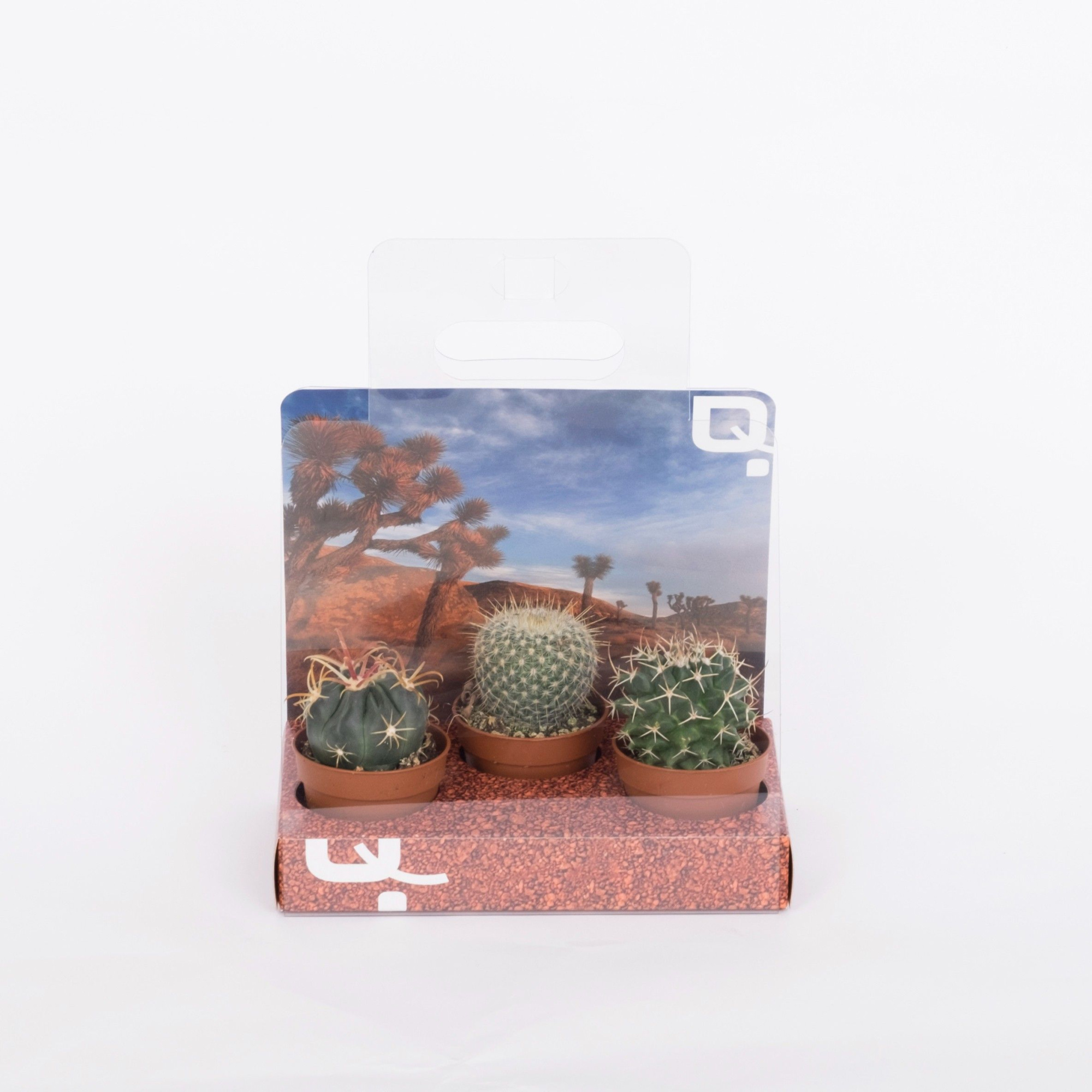 3- pieces Cactus mix in Gift box, D 6 cm