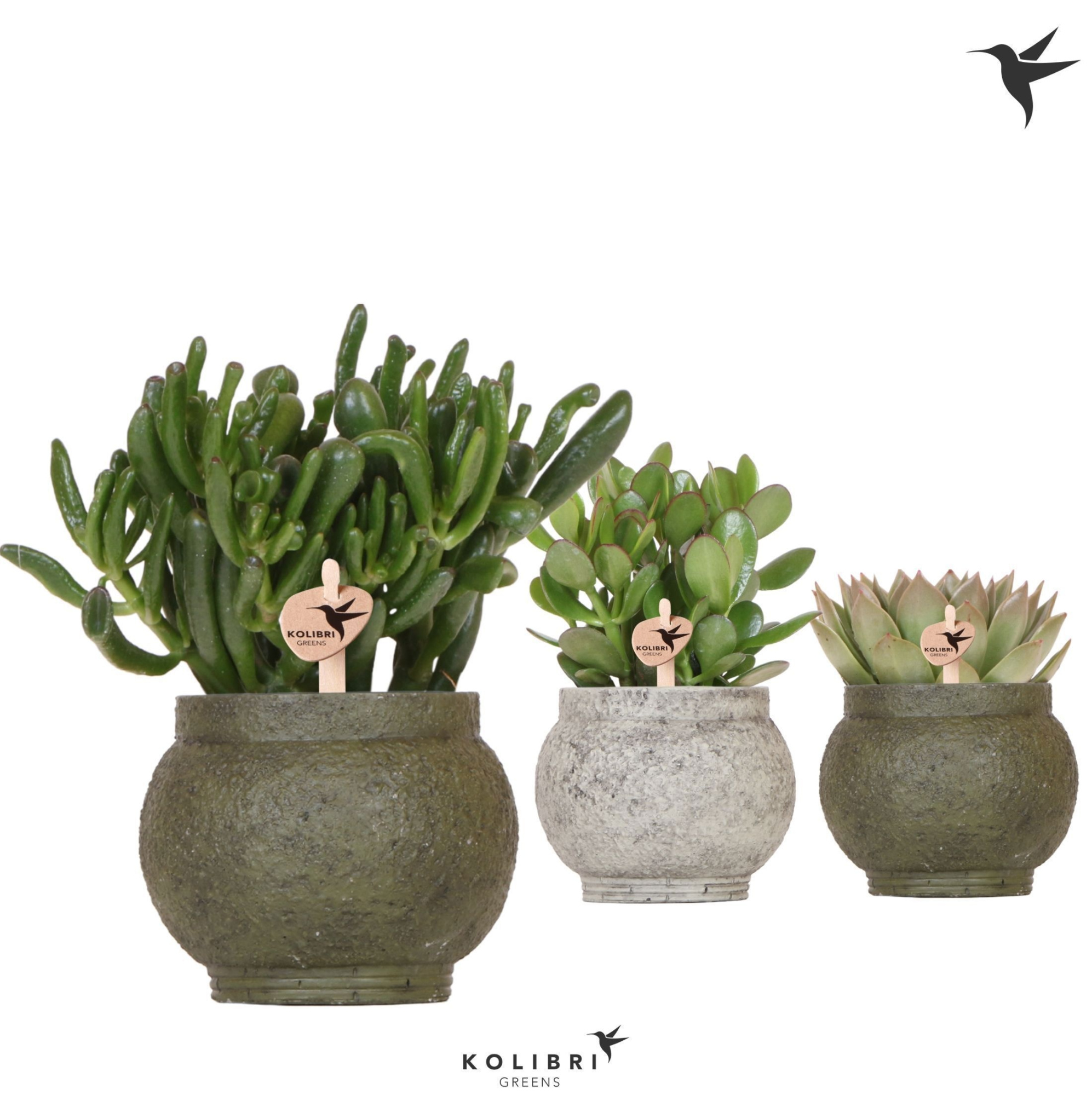 Kolibri Greens Succulenten mix in Ancient pot green mix, D 12 cm