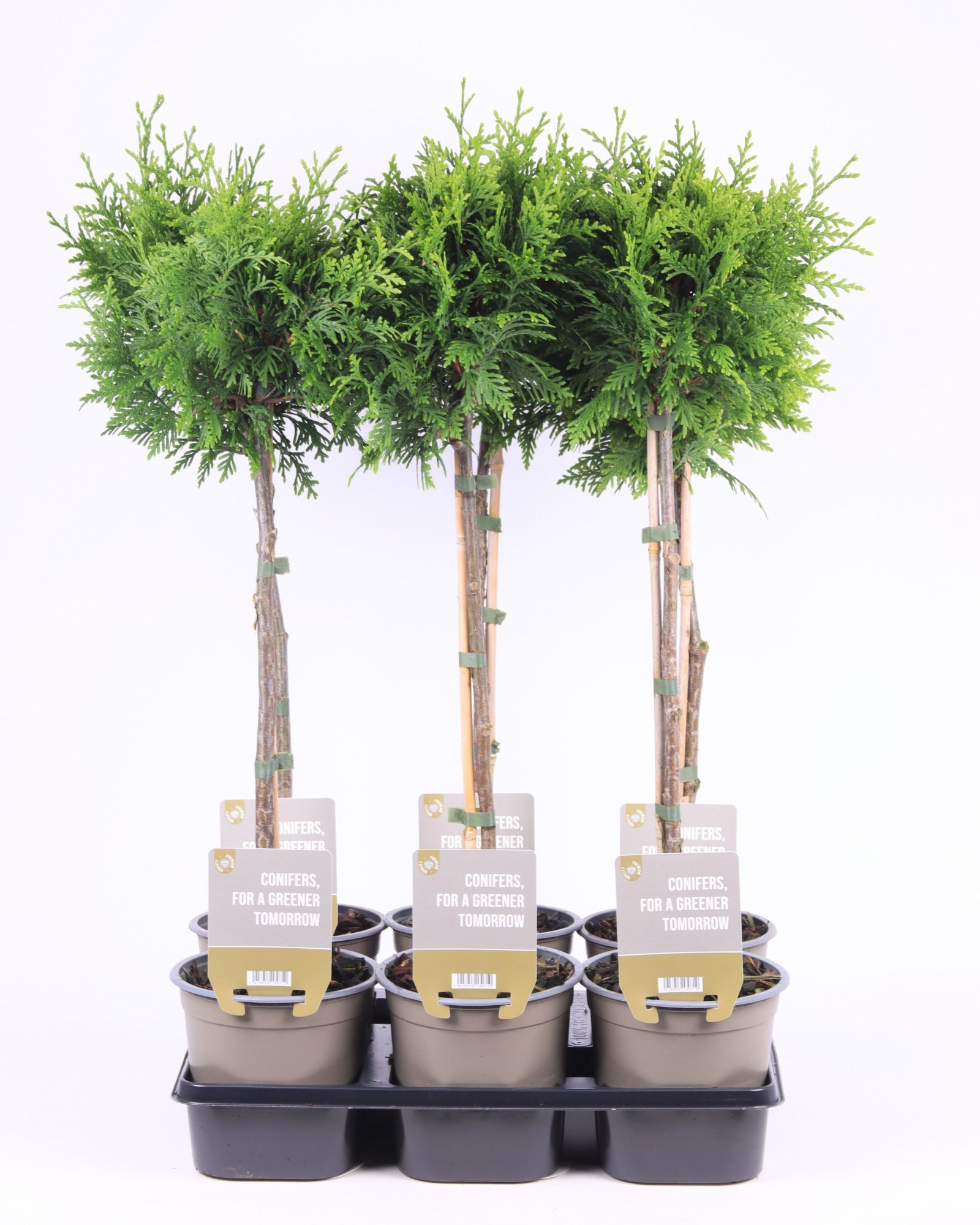 Thuja occ. 'Gelderland' - op stam P15, D 15 cm