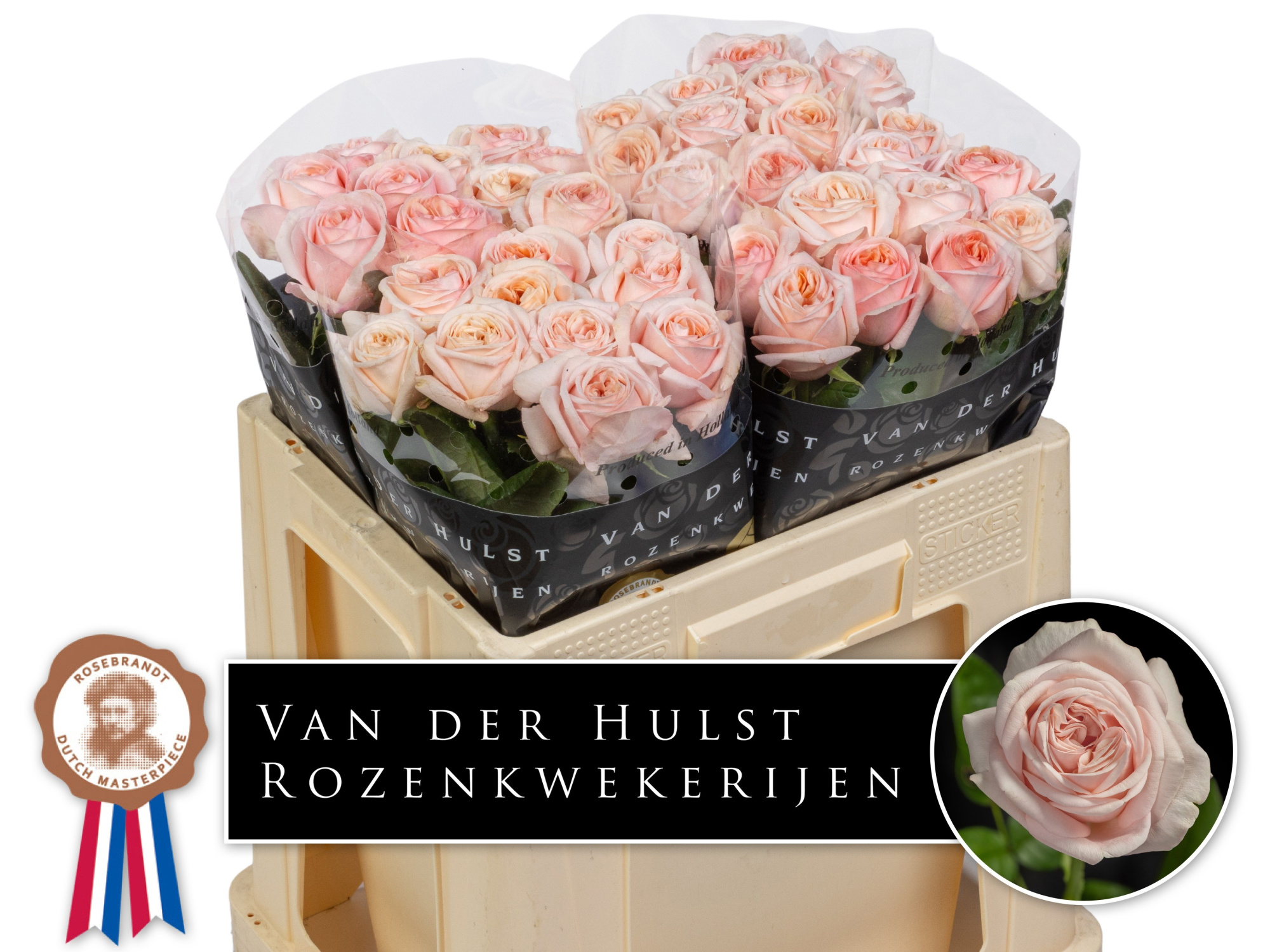 Роза од. Трес Джоли 50, шт.