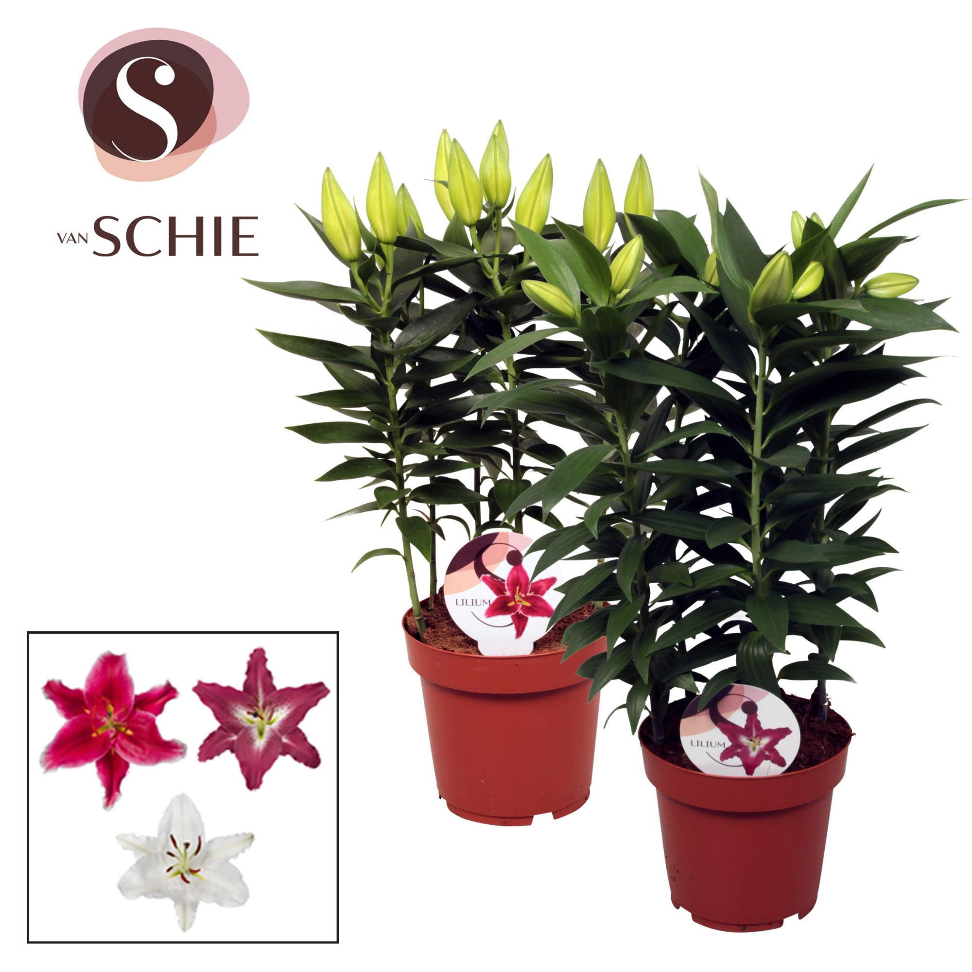 Lilium Oriental Mix 19cm, D 19 cm