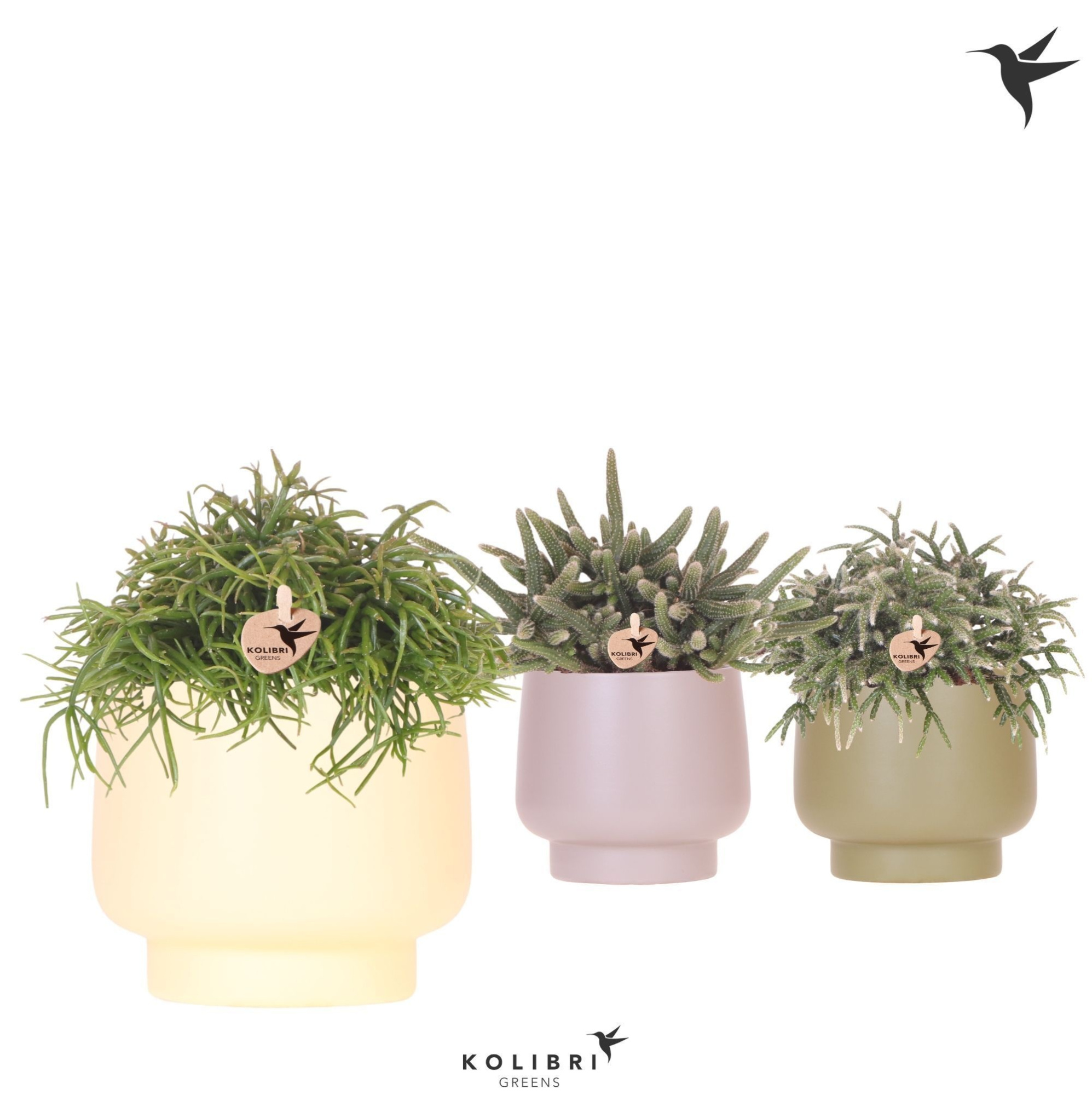 Kolibri Greens Rhipsalis mix in Scandic pot green mix, D 12 cm