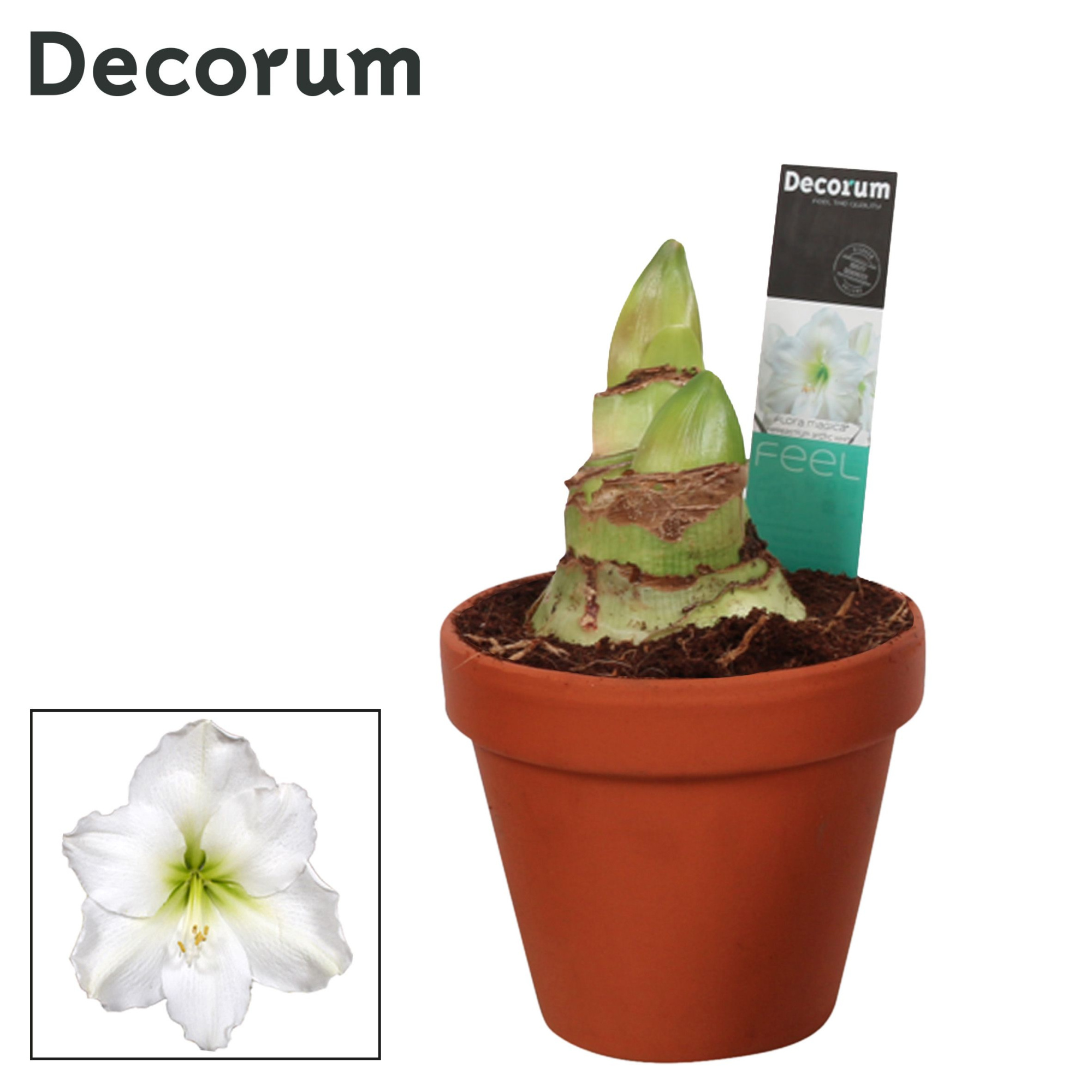 Amaryllis Arctic White 2 Knop Terracotta Steen OP (Decorum), D 13 cm