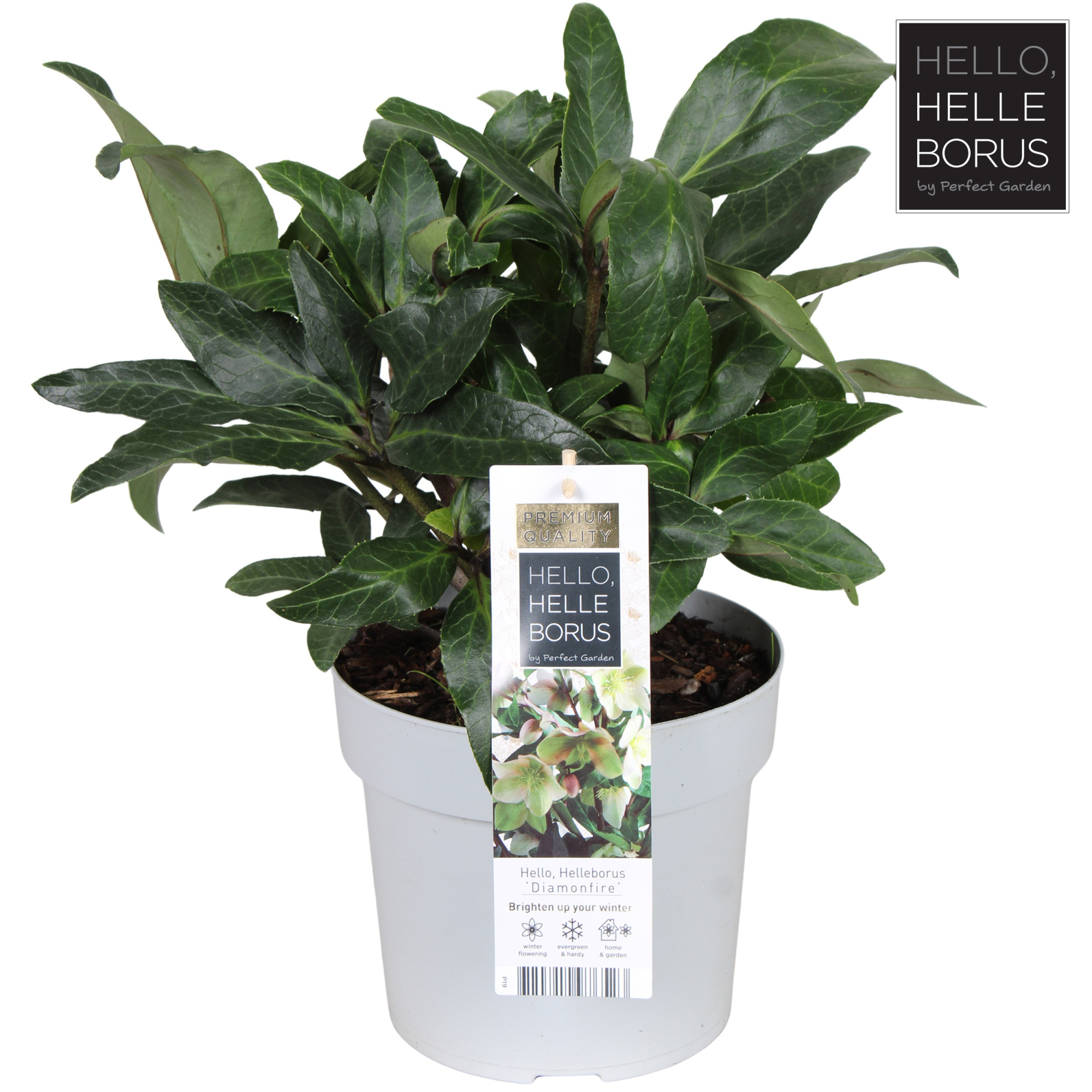 Helleborus 'Diamonfire' P19, D 19 cm