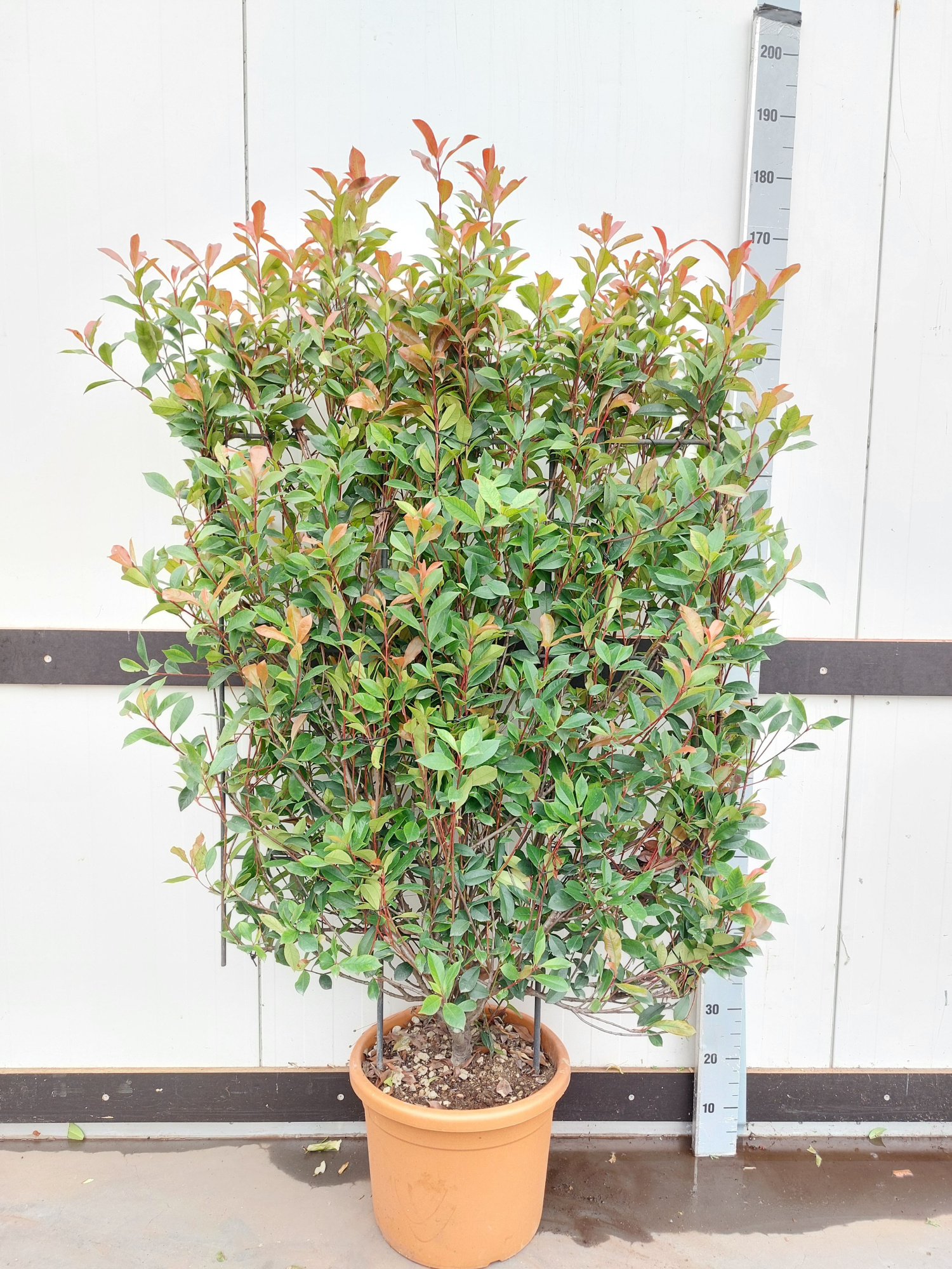 Photinia Fr. 'Robusta Compacta' - Rek (110x80), D 35 cm