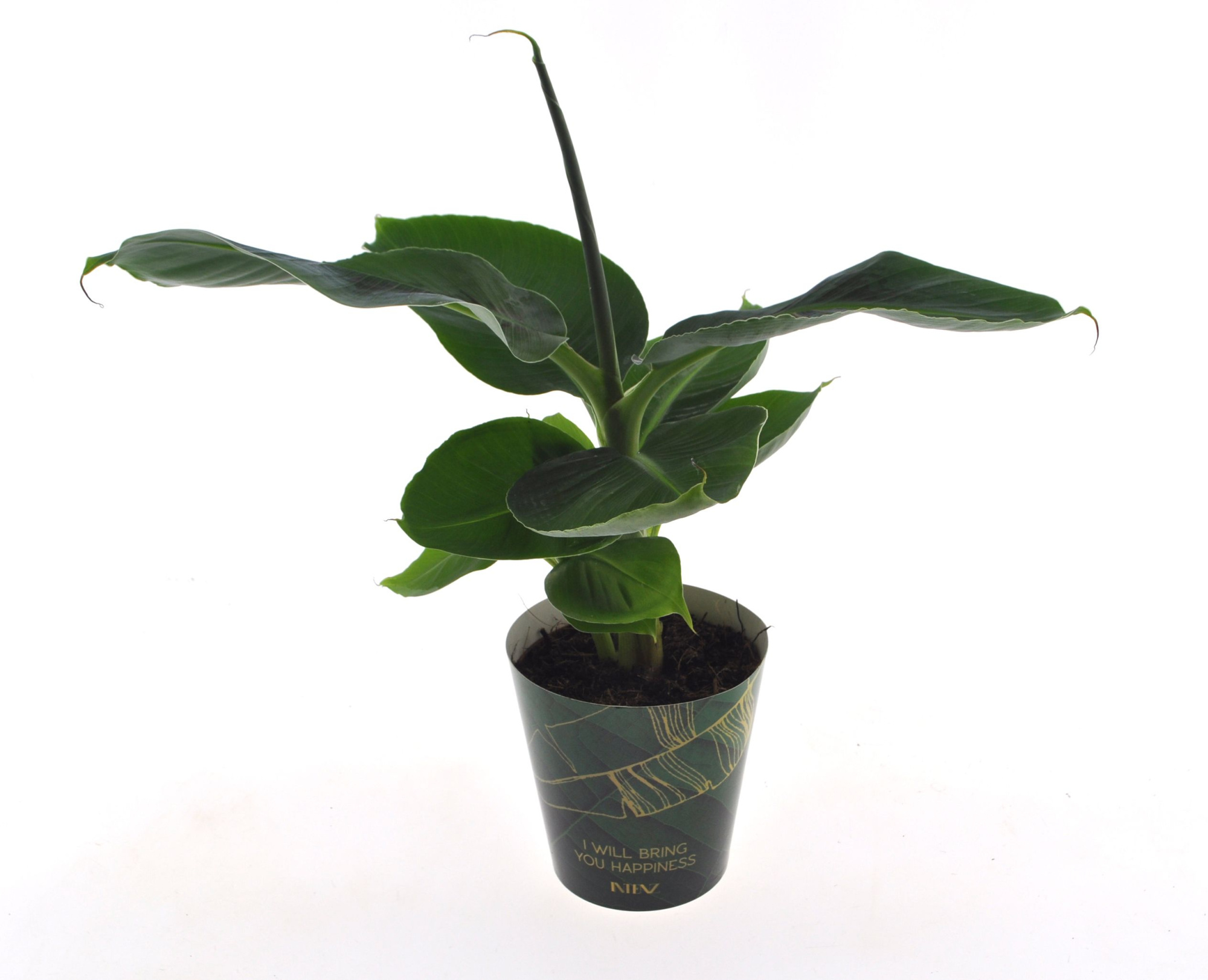 Musa in Intenz cup, D 12 cm