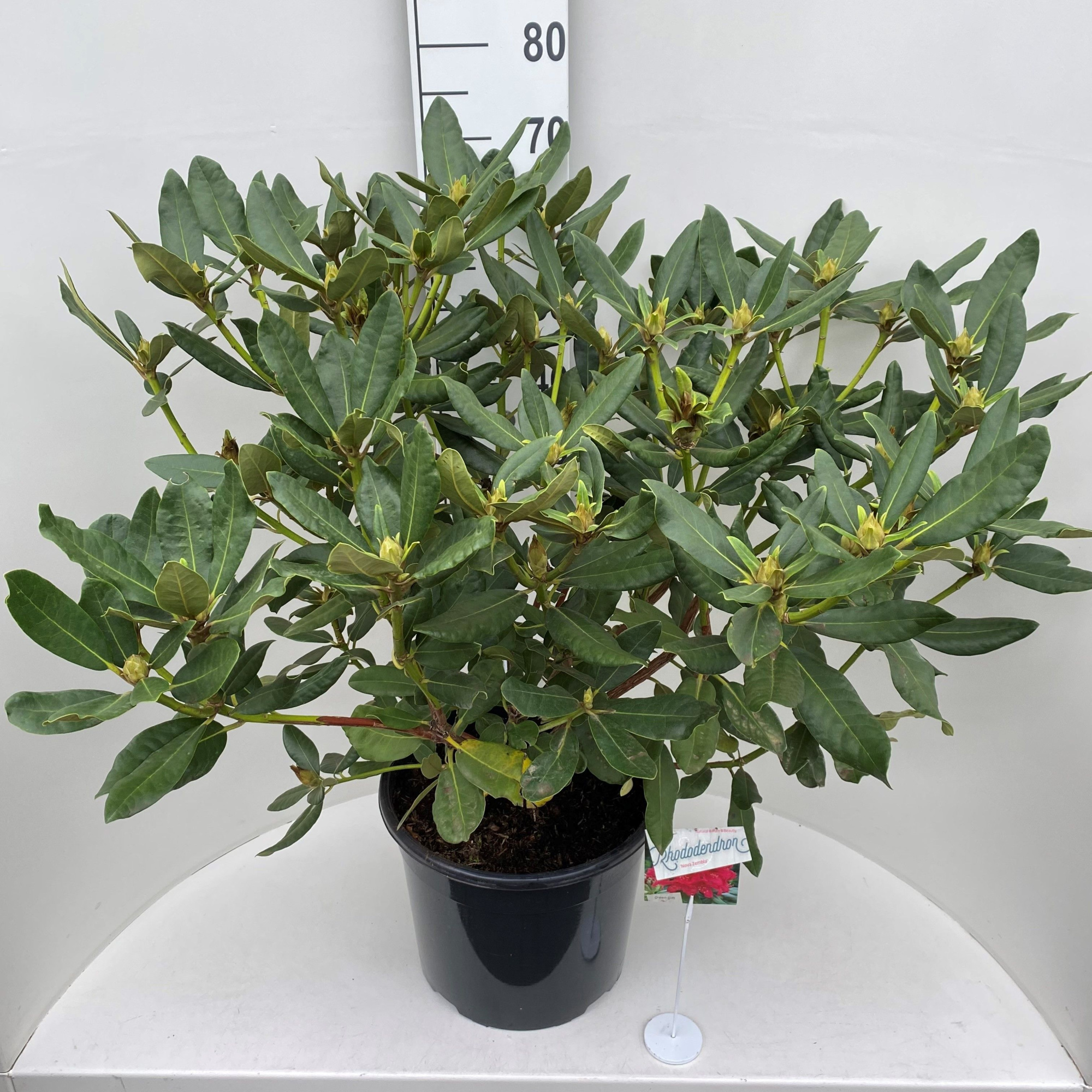 Rhododendron 'Nova Zembla', D 36 cm