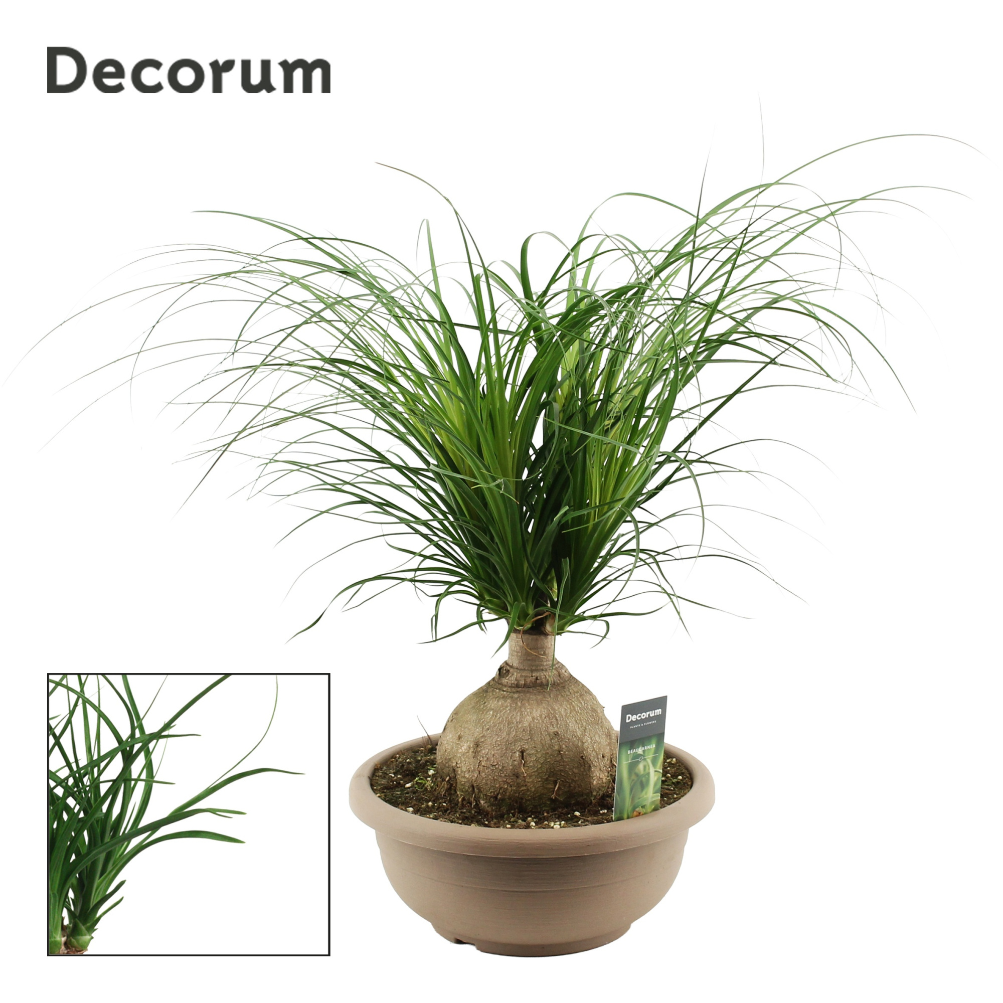 Beaucarnea Bol 30 cm (Decorum), D 30