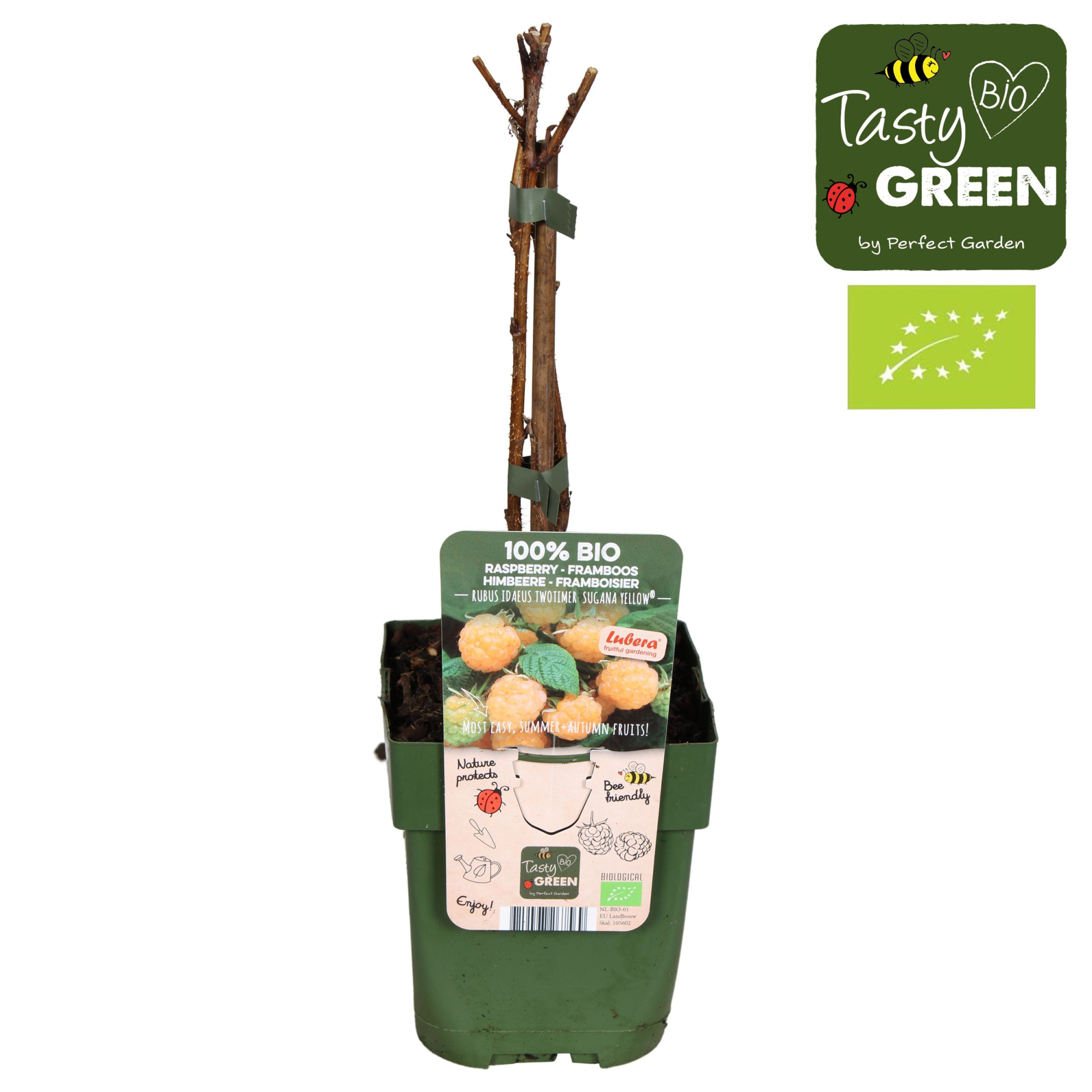 Rubus idaeus Twotimer® Sugana Yellow® Bio P13, D 13
