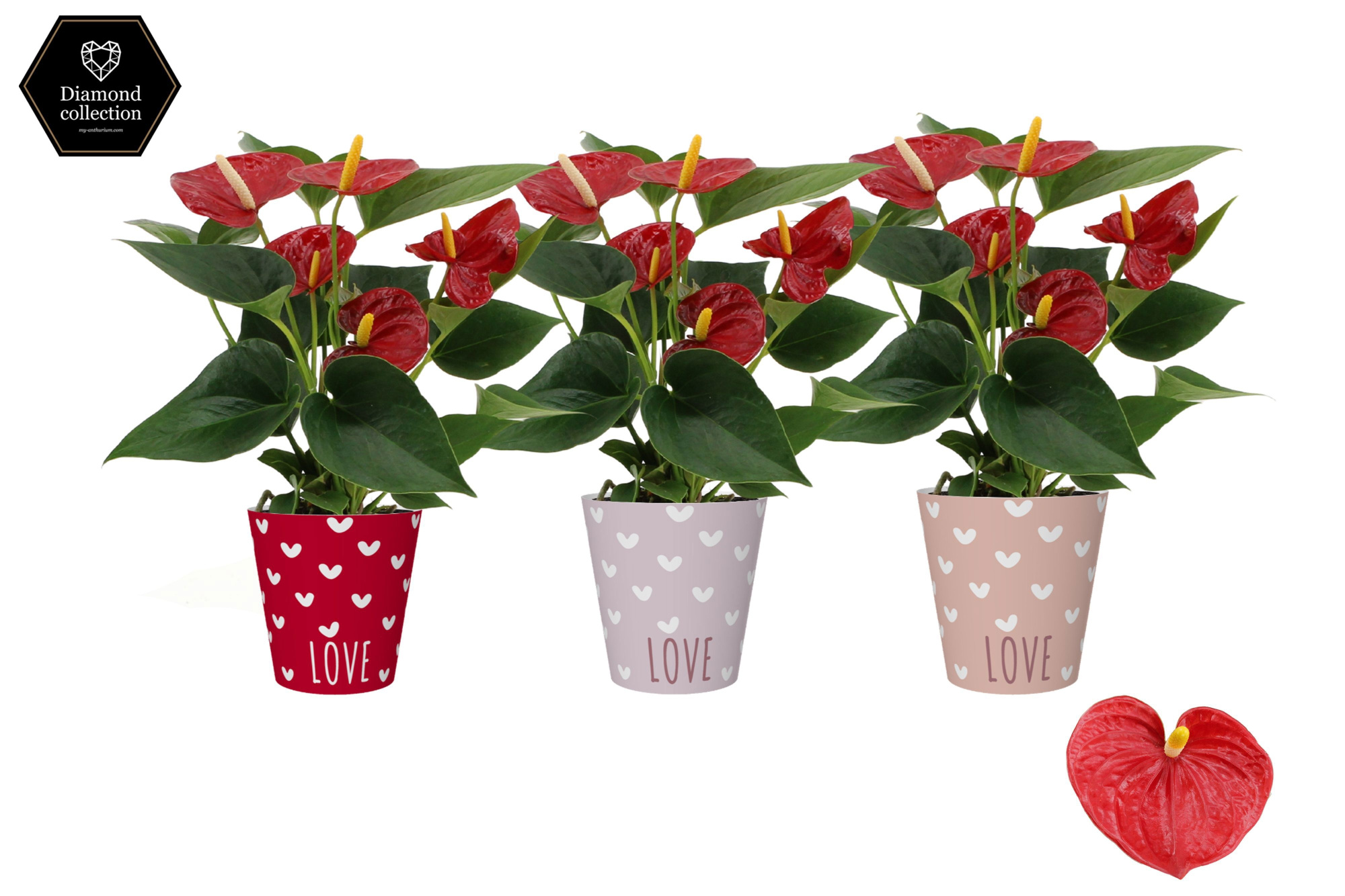 Anthurium 9 cm Diamond Red in You and Me smartcup, D 9