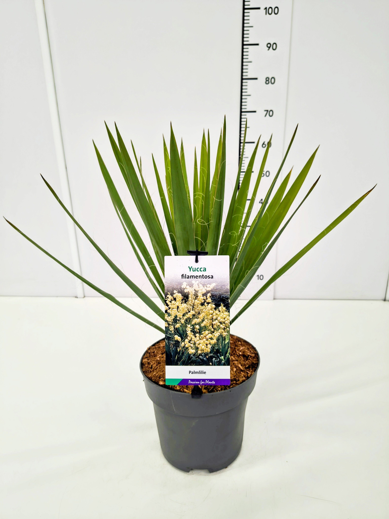 Yucca filamentosa C7, D 23