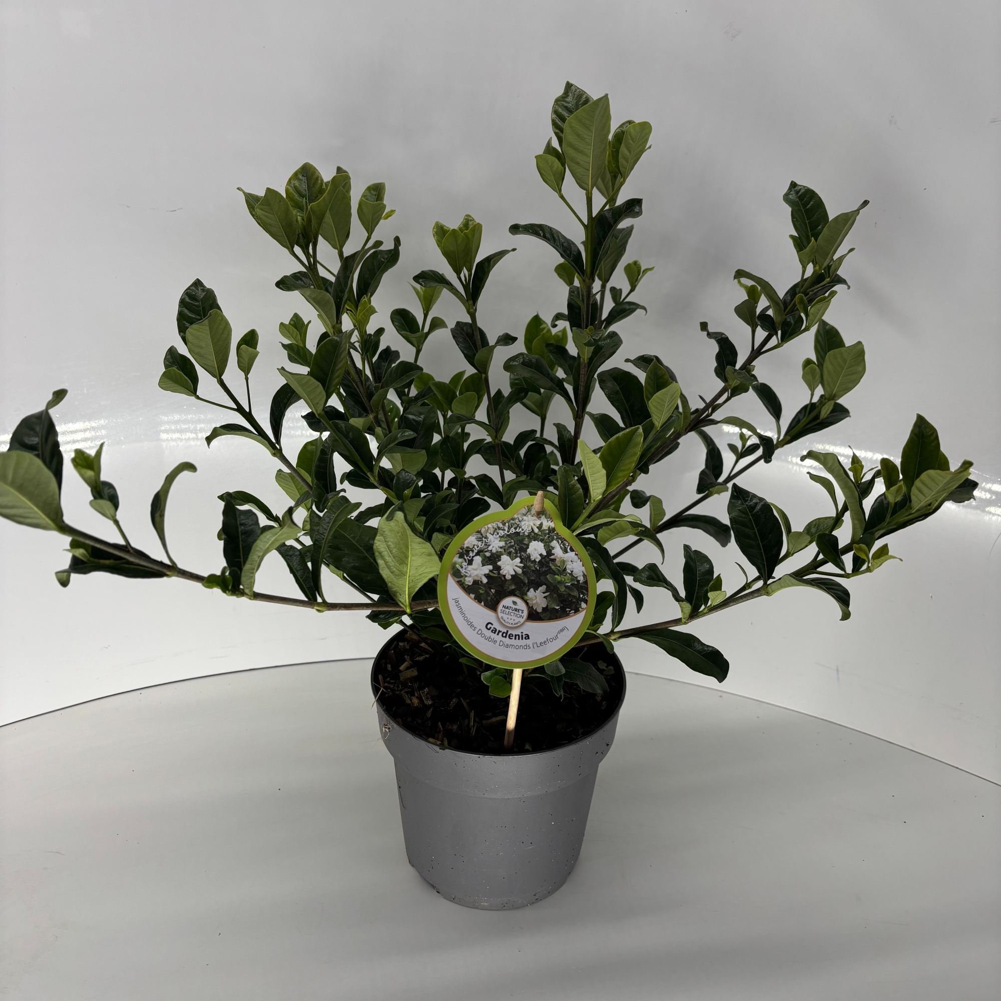 Gardenia jasminoides Double Diamonds, D 17