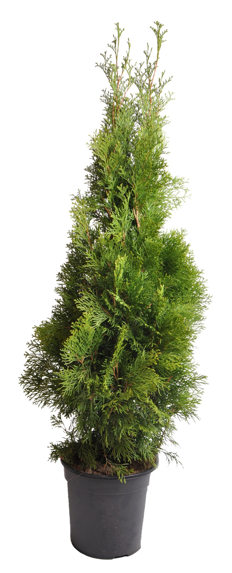 Thuja occ. Smaragd, plantmaat 100-120 cm - Rondgestoken -, D 24 cm