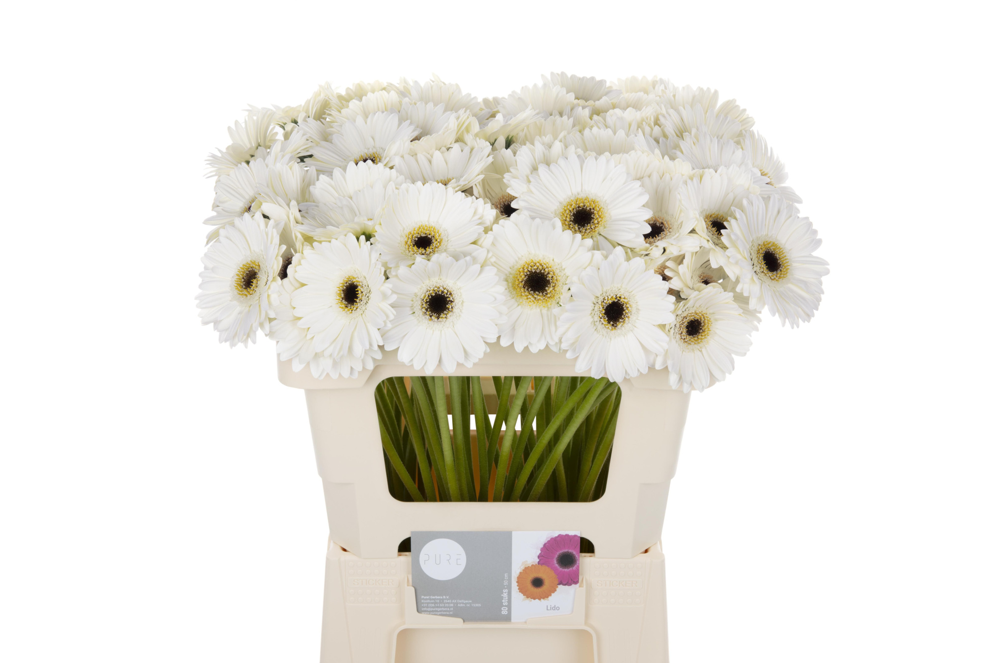 Гермини Лидо, шт.