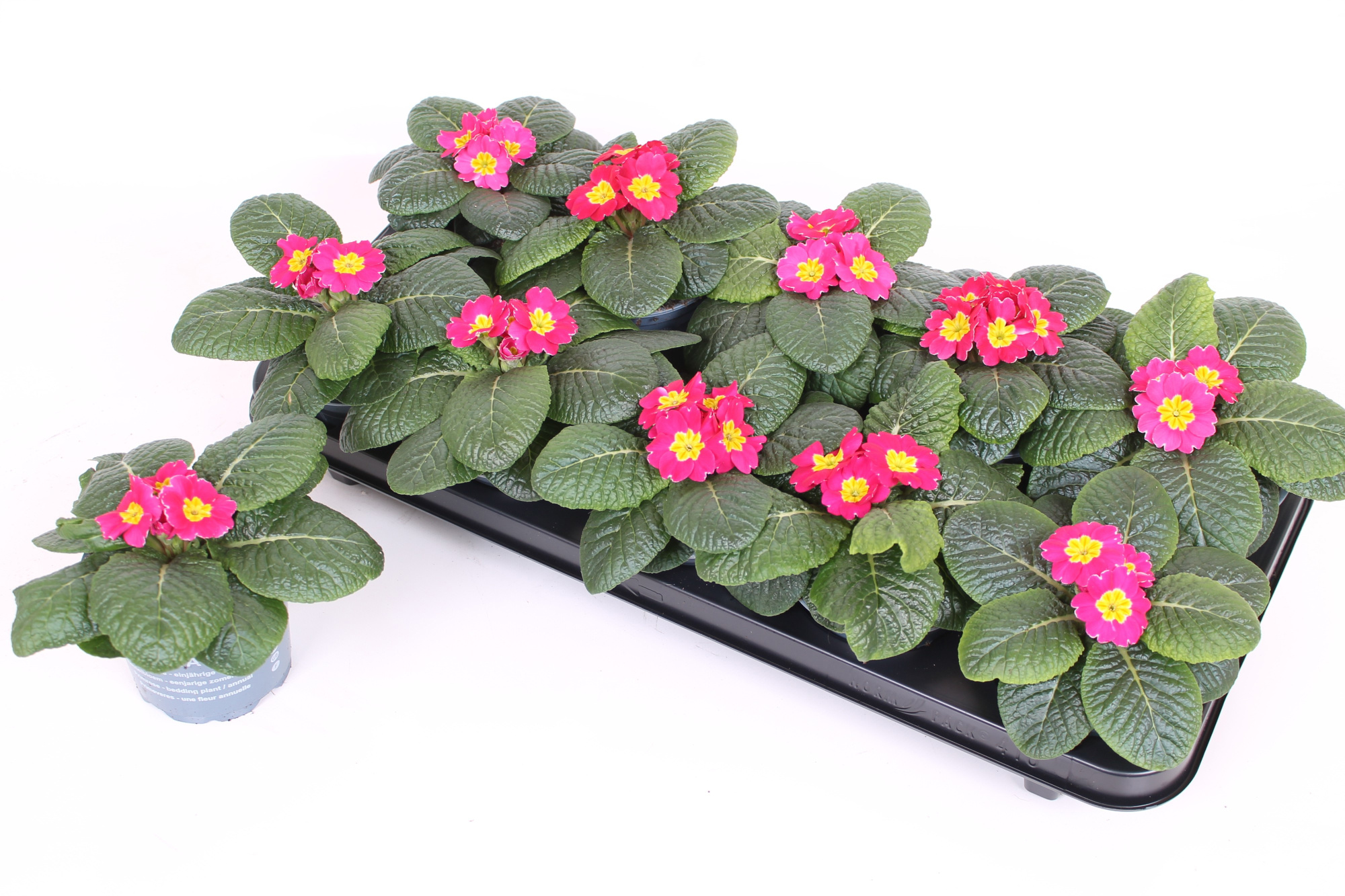 Primula Acaulis P10.5 - Pink, D 10,5 cm