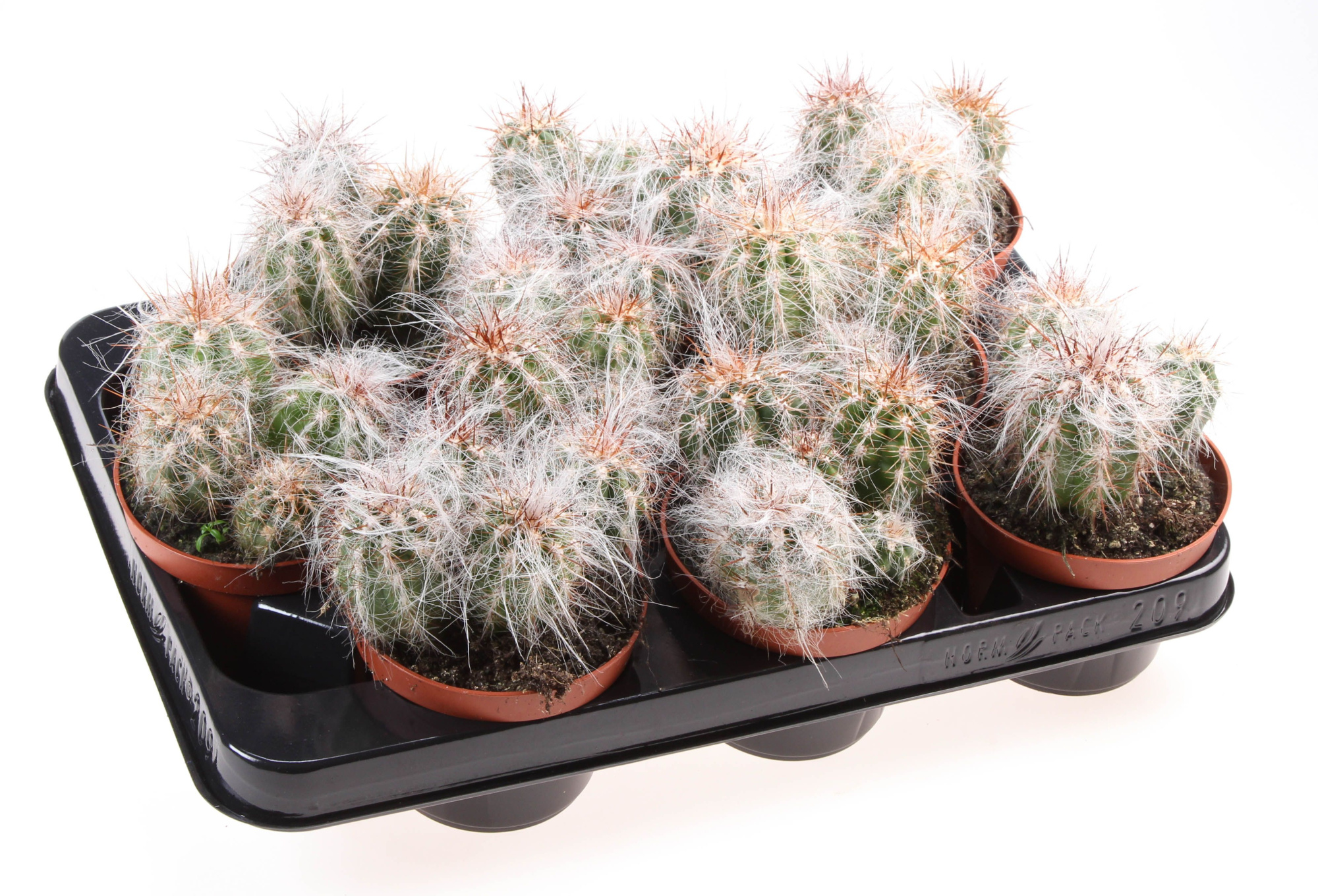 Oreocereus fosulatus, D 10,5