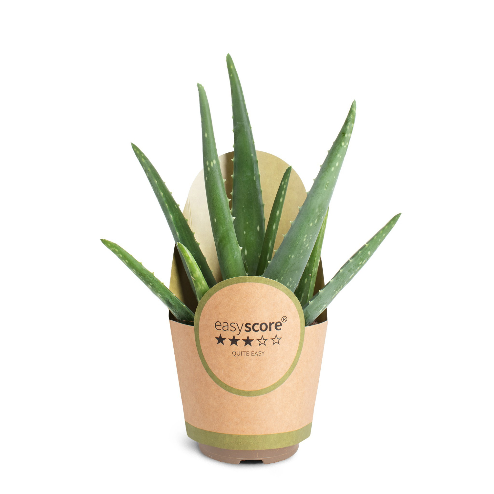 Aloe vera, D 11
