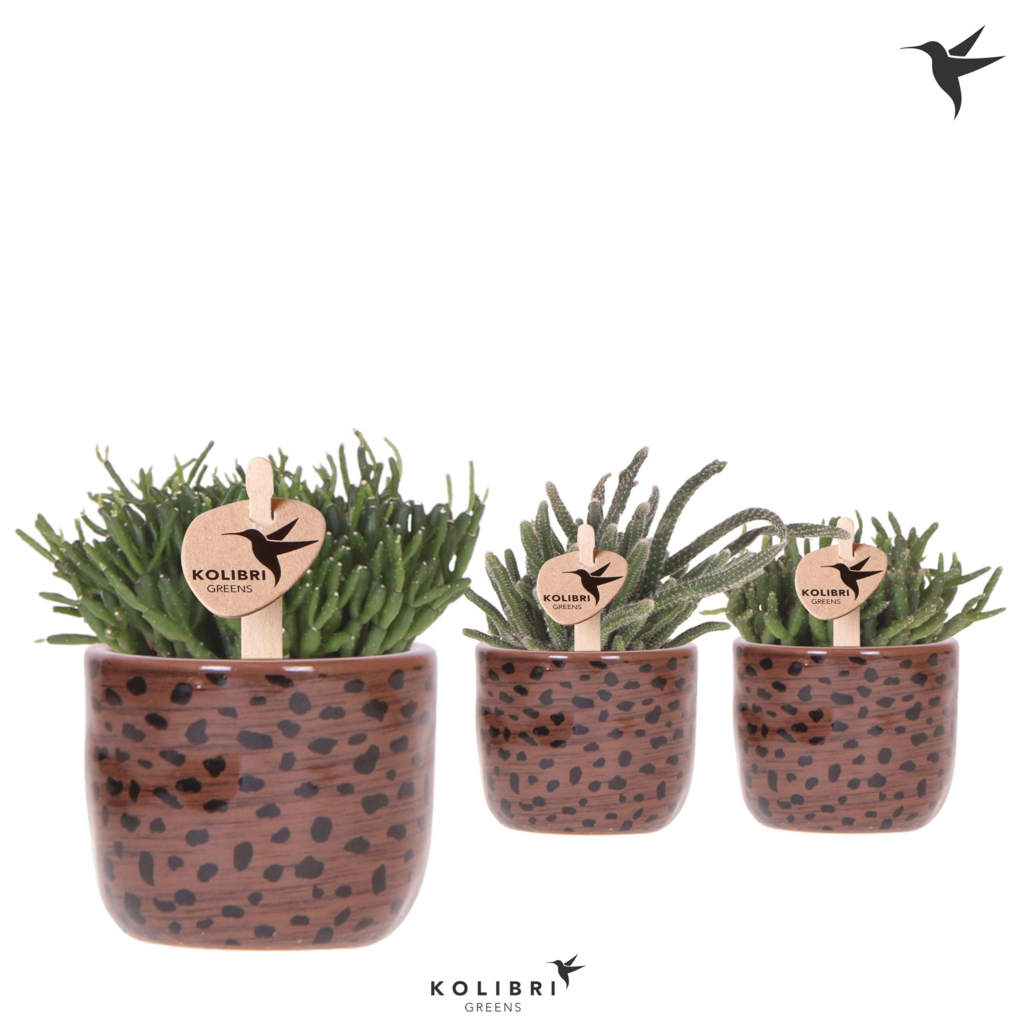 Kolibri Greens Rhipsalis mix in Leopard pot, D 6 cm