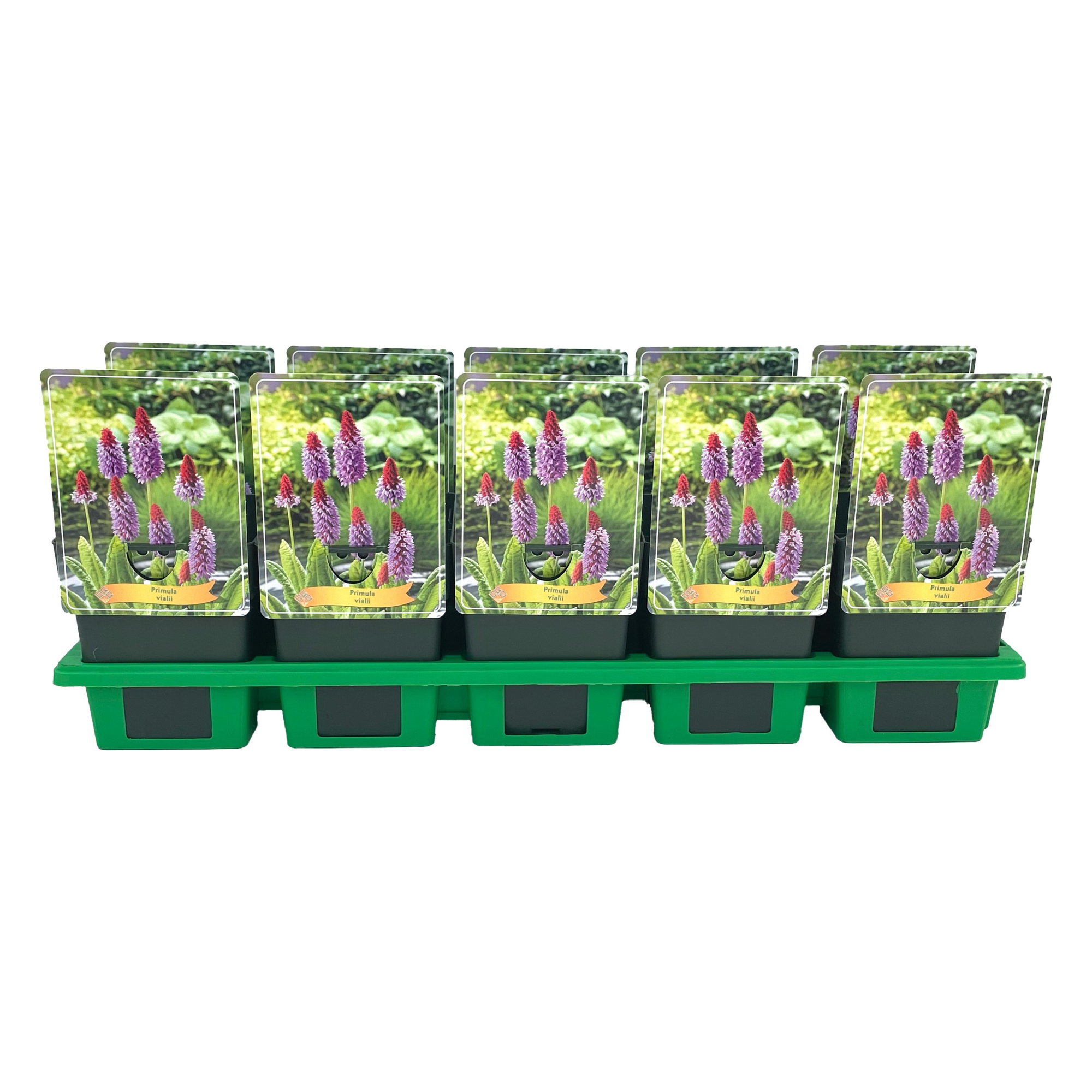 Primula vialli P11, D 11