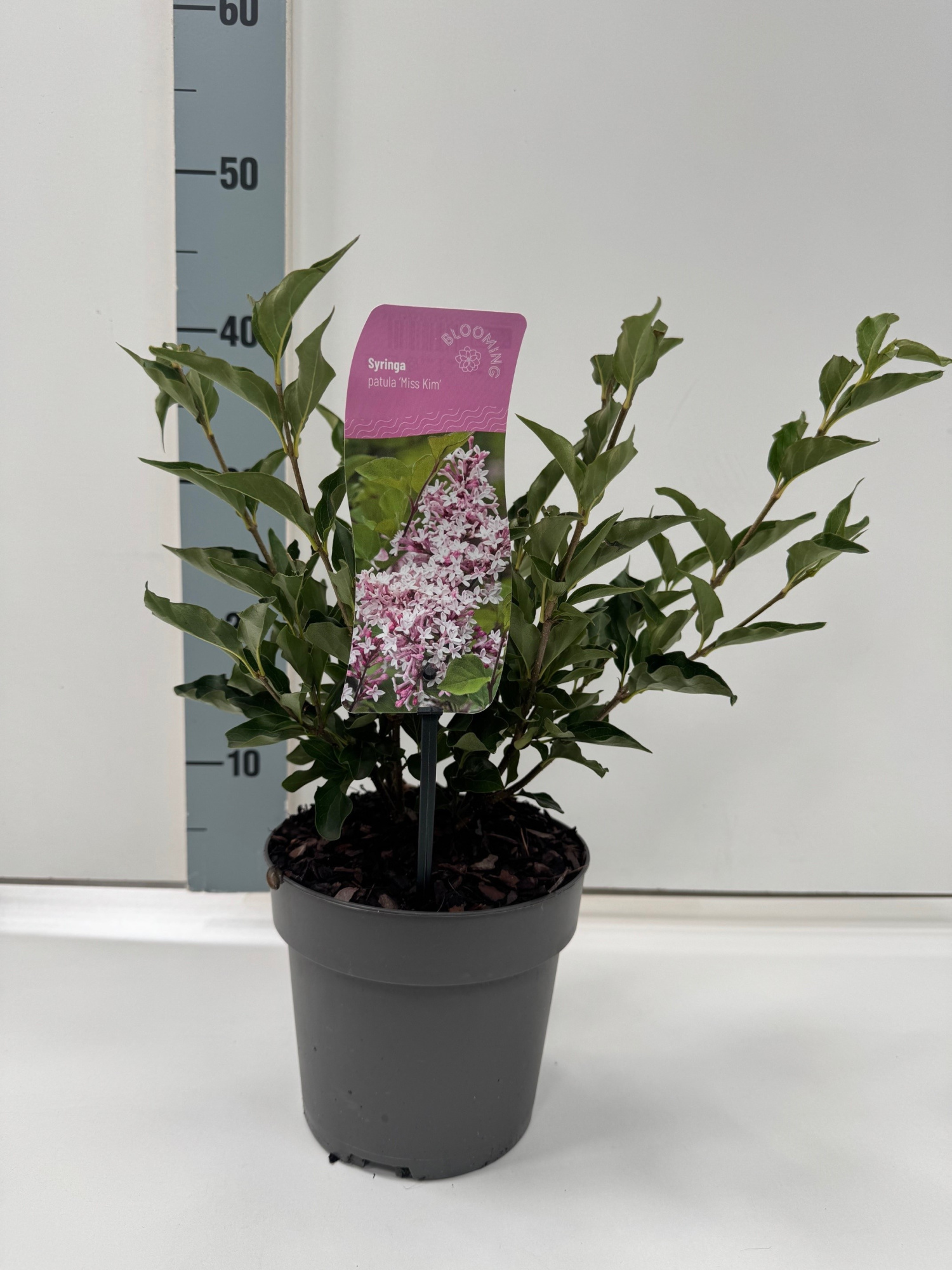 Syringa patula 'Miss Kim', D 17 cm