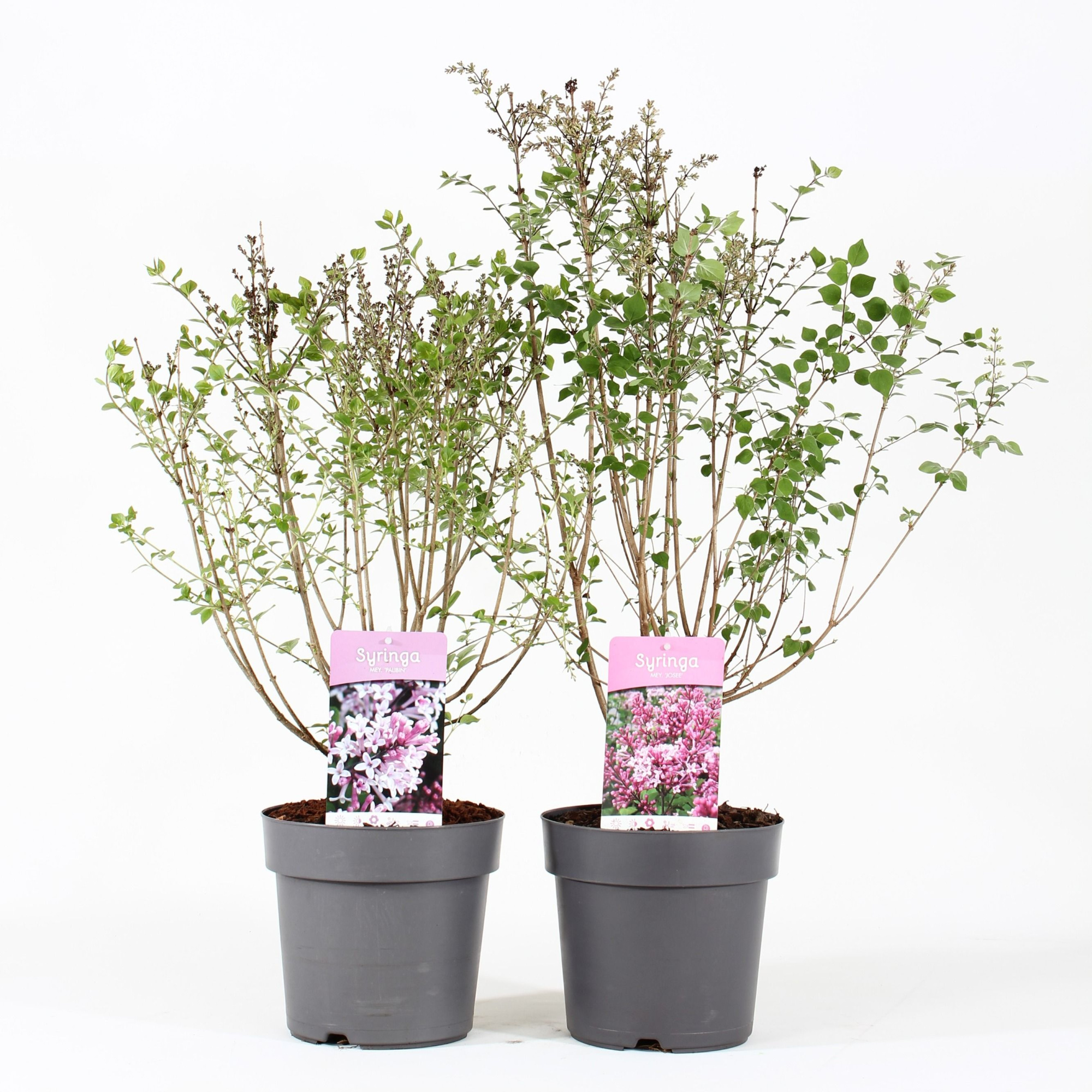 Syringa mix P21/C4.6, D 21 cm