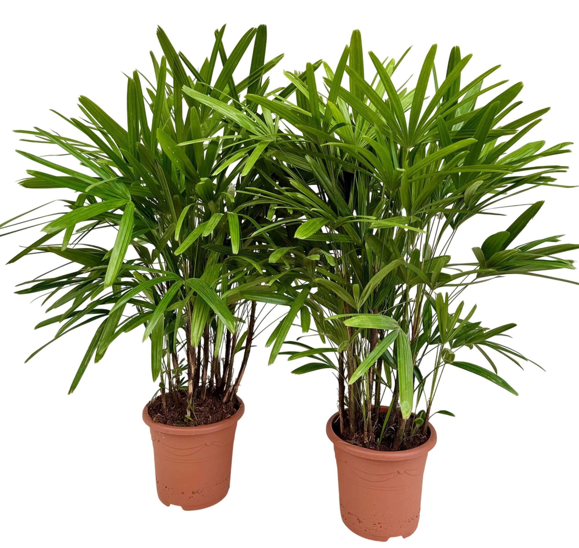 Rhapis excelsa P27, D 27 cm