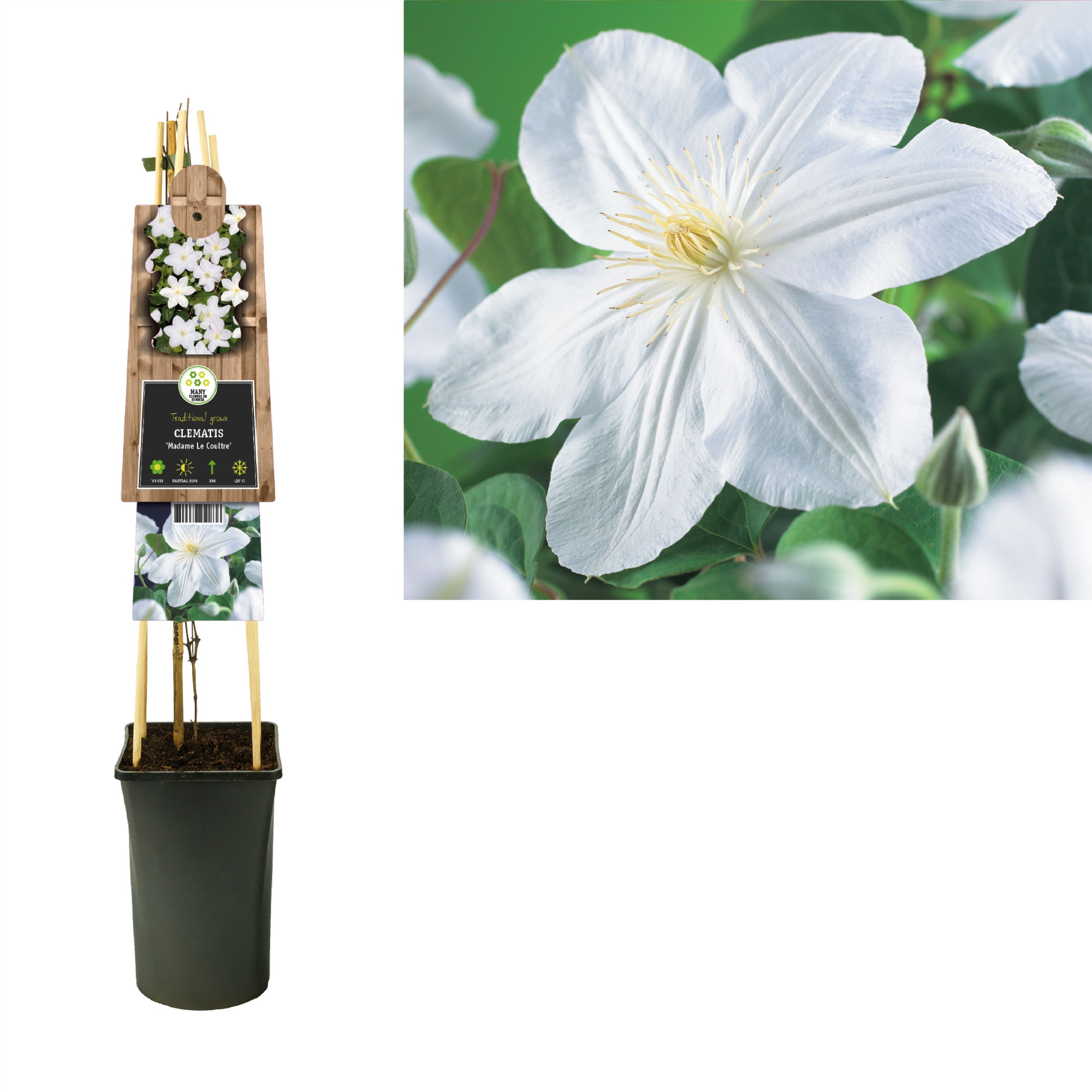 Clematis 'Madame Le Coultre' +3.0 label, D 17 cm