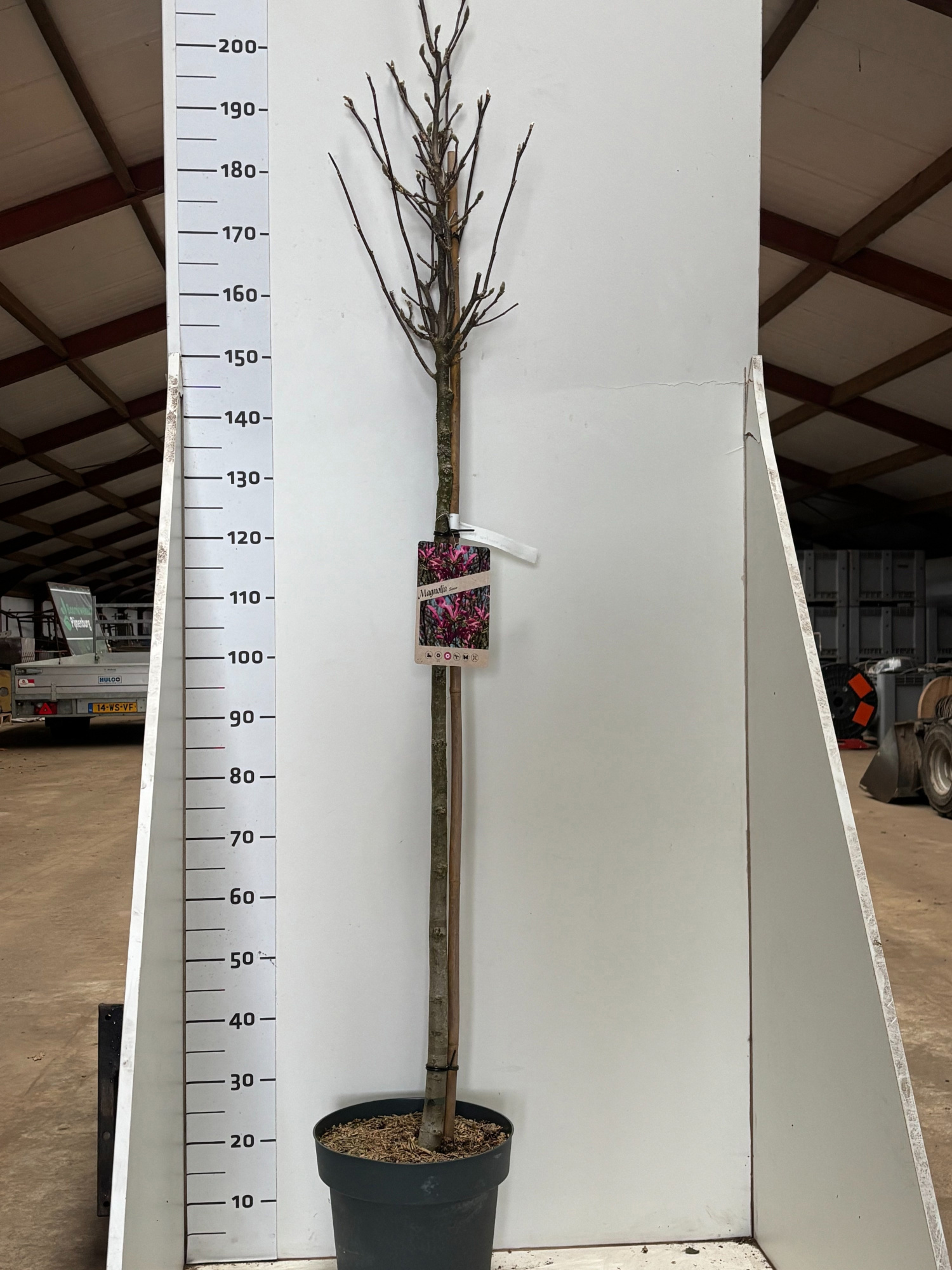 Magnolia Susan, D 26