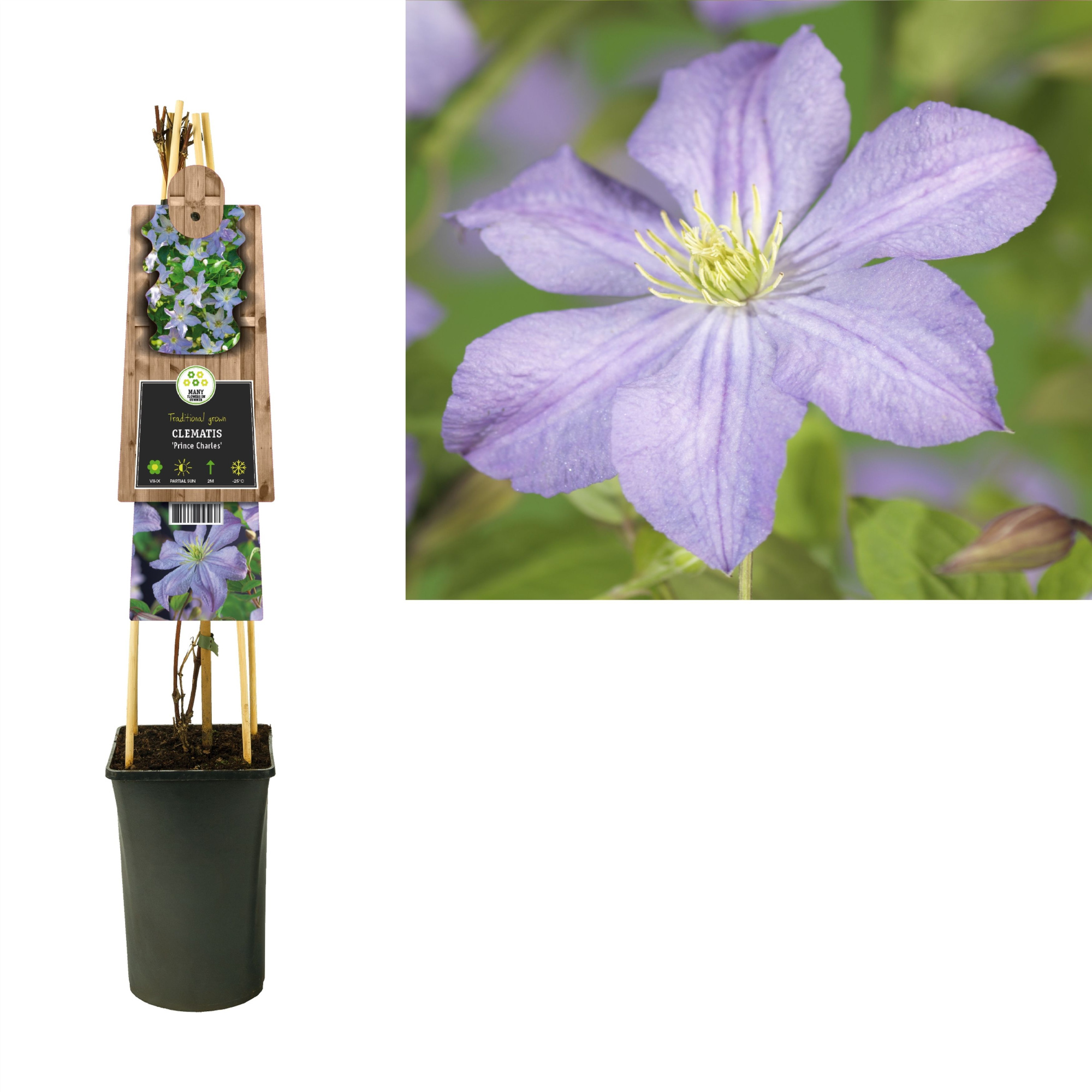Clematis 'Prince Charles' +3.0 label, D 17