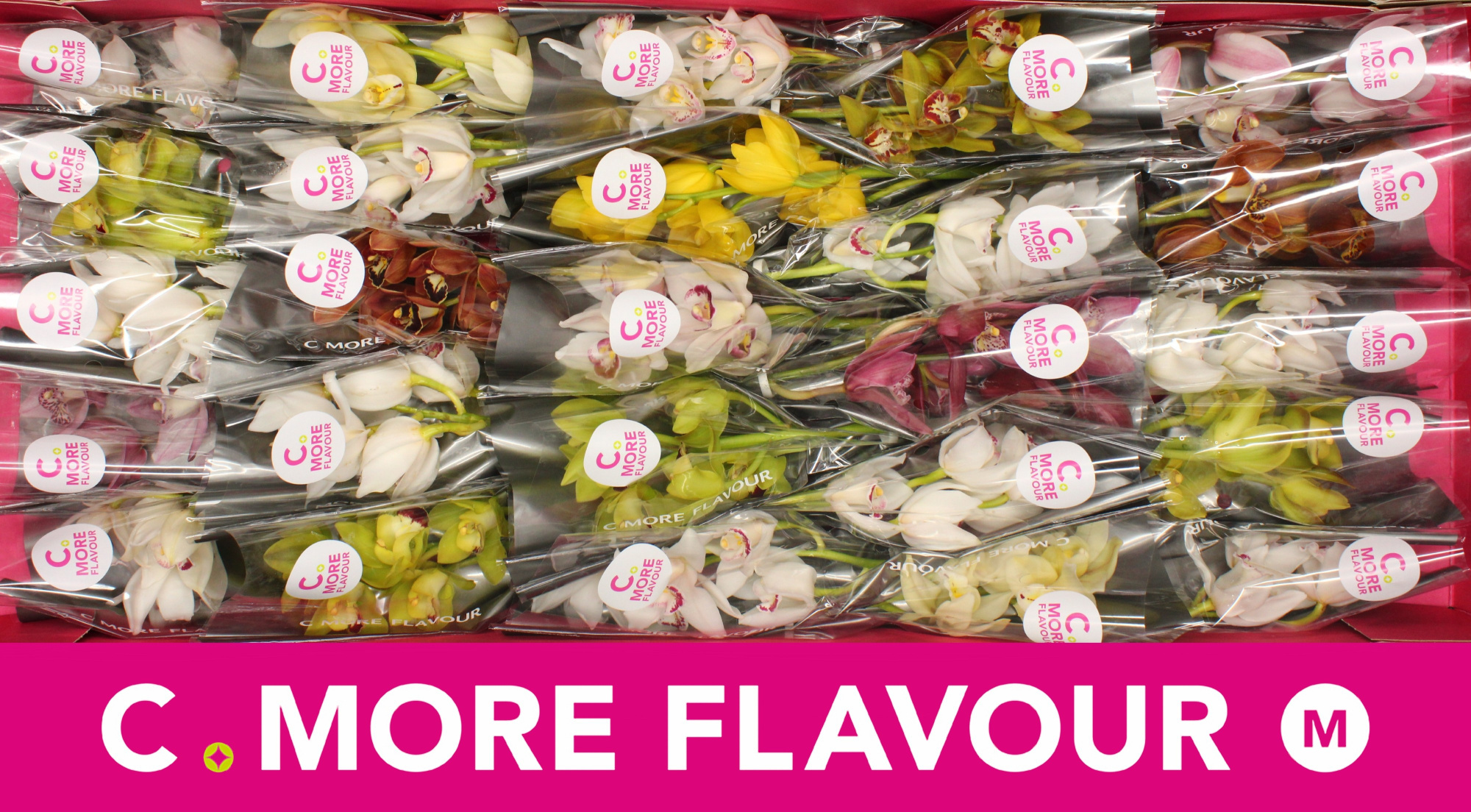 Цимбидиум мини Микс x25 30, шт.