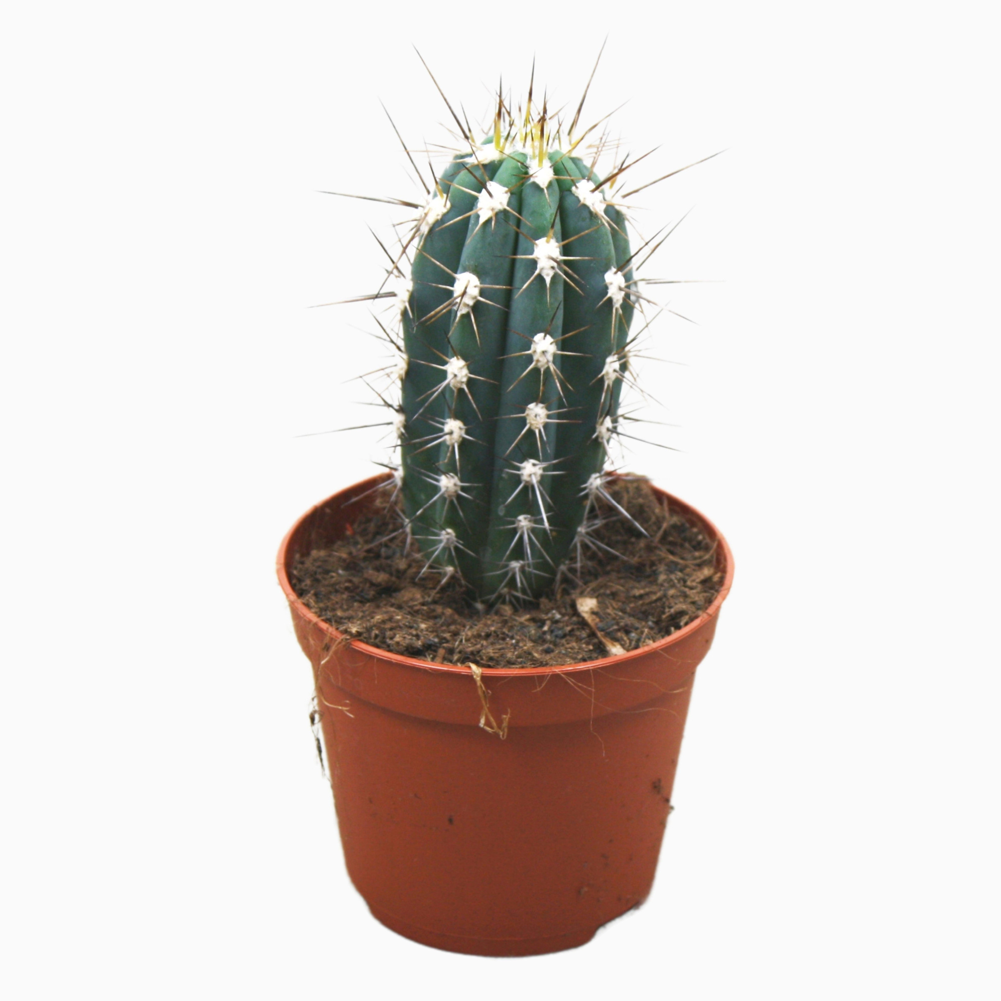 Stetsonia coryne 8,5 cm, D 8,5