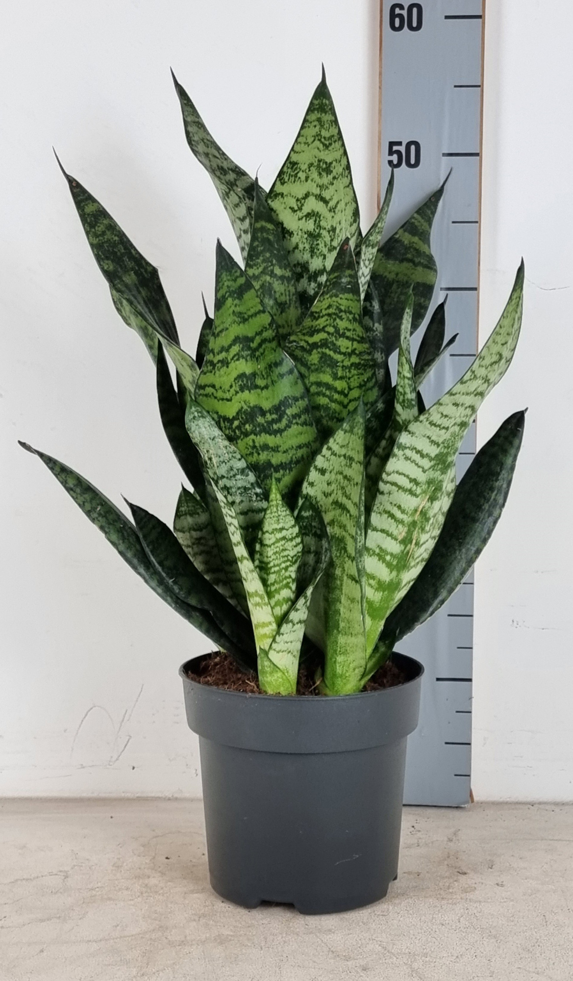 Sansevieria Trifasciata Robusta, D 17
