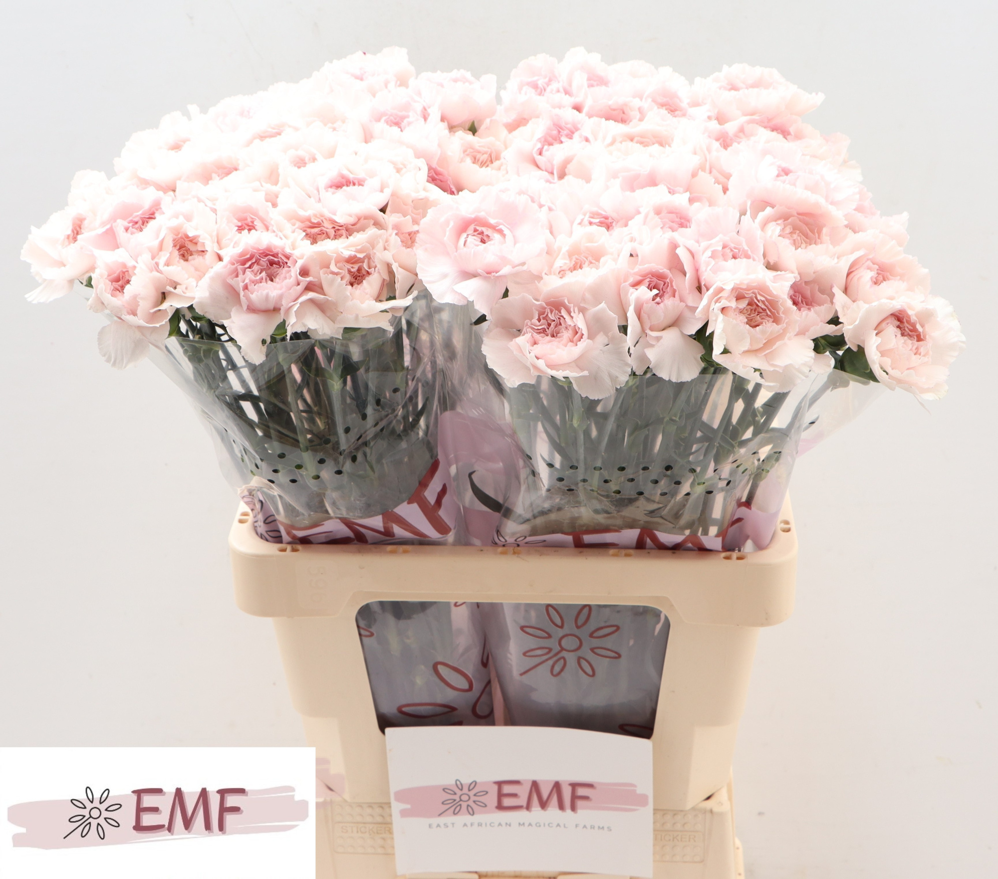 Диантус од. Брайдал Дамаскус (светло-роз.), шт.