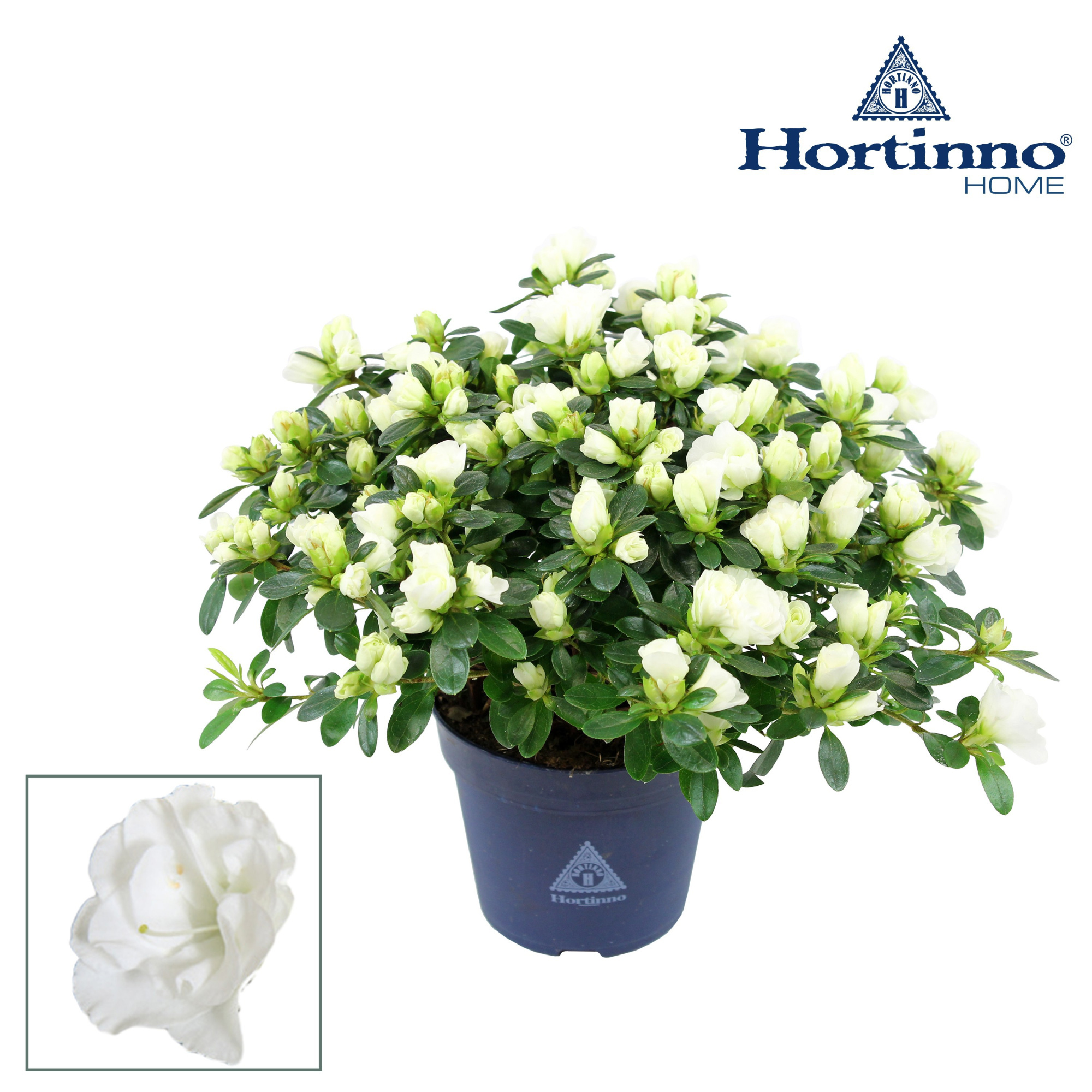 Hortinno® Home 'Noralinde' 25 - 27 cm, D 13