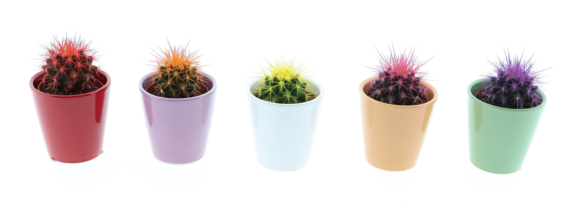 Kleurpot grusonii rainbow, D 5,5 cm