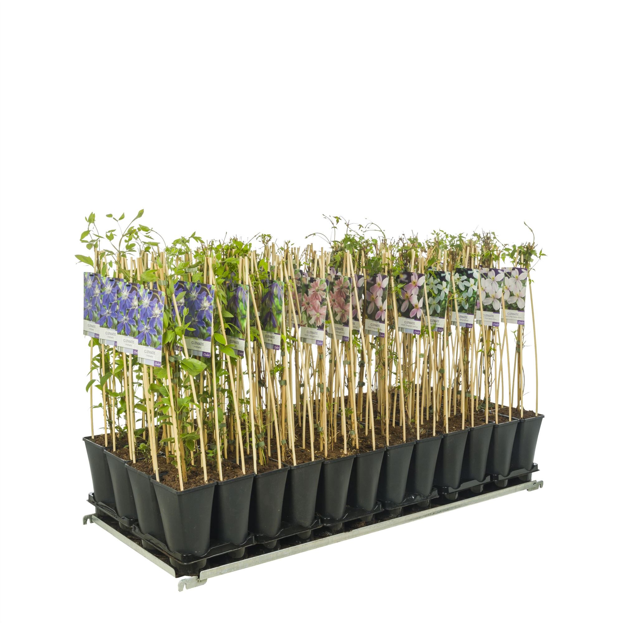Mixshelf 50% Clematis, 50% Climbers +light label, D 17 cm