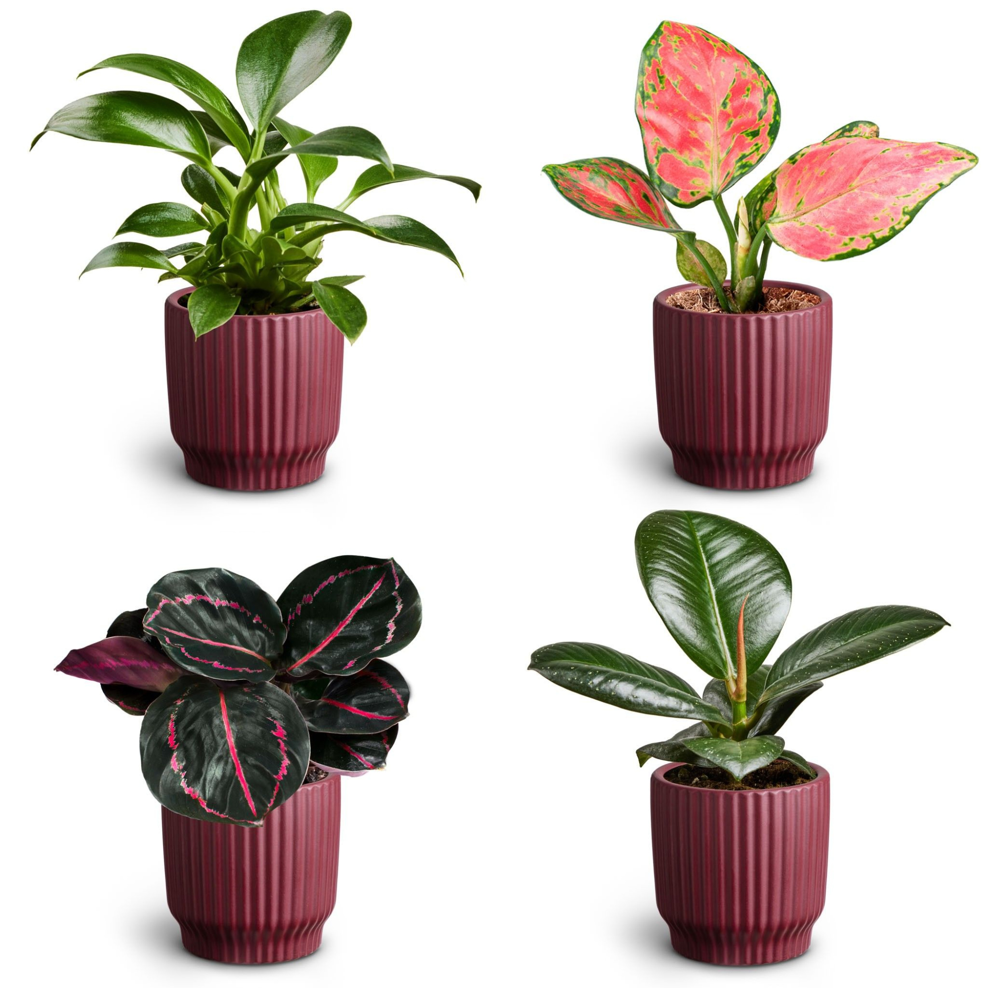 Nordic Aubergine, Leaf Collection, D 7 cm