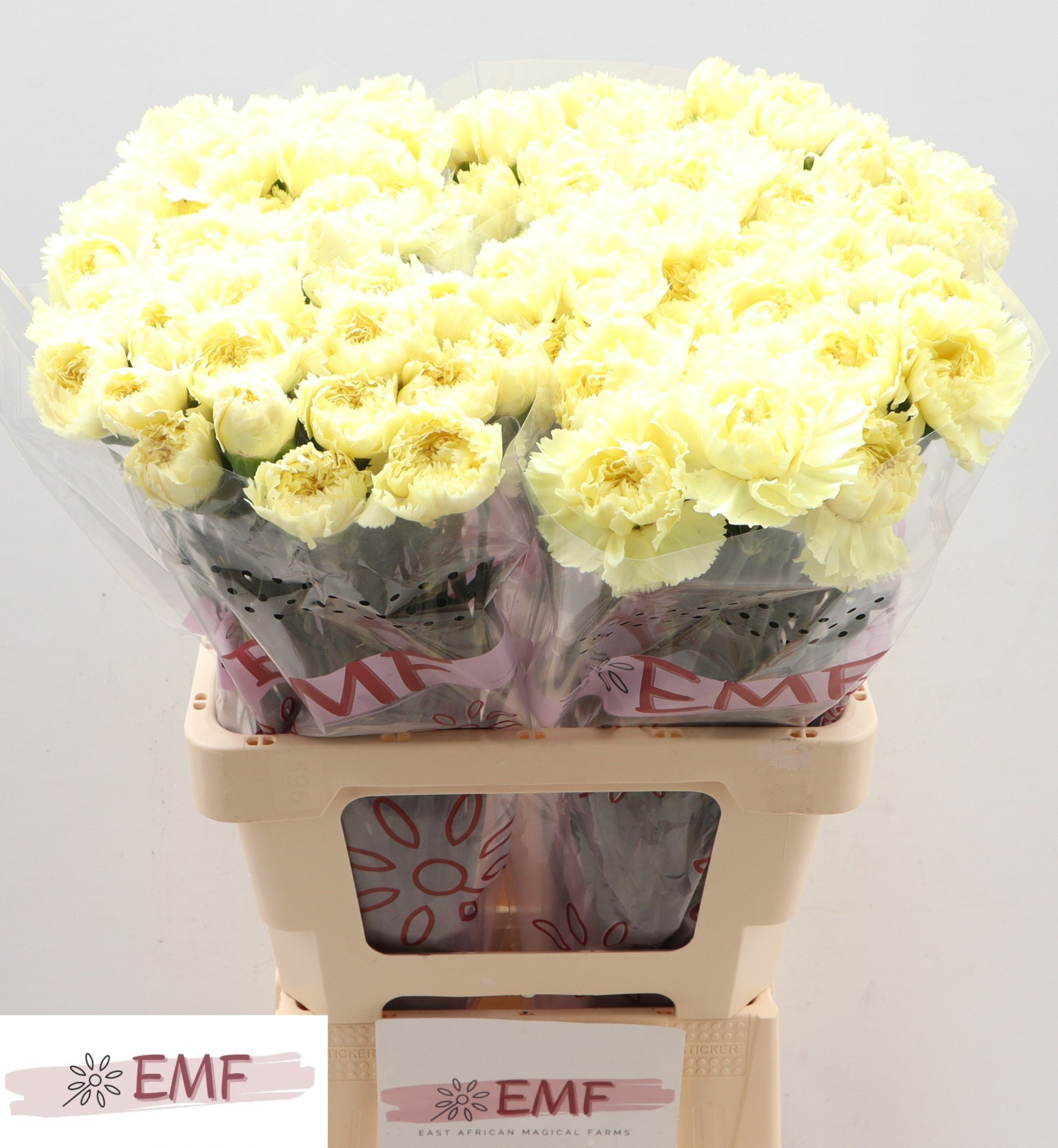 Диантус од. Луиза, шт.