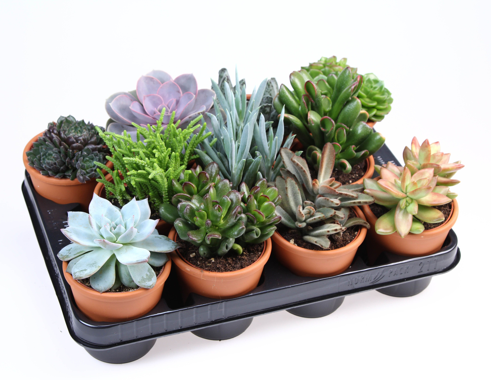 Succulent rozenpot, D 10 cm