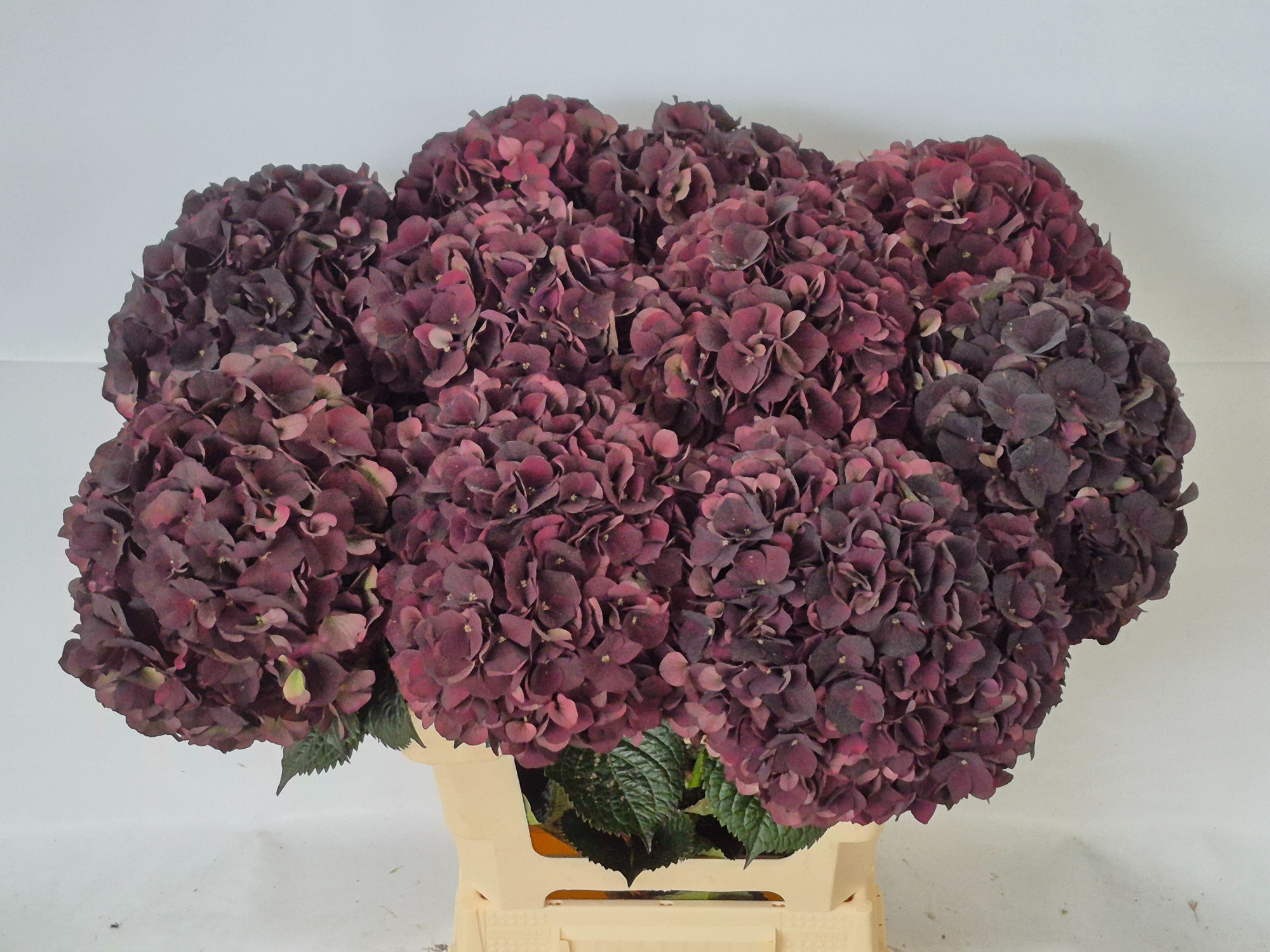 Гортензия Мэджикал Дарк Руби Классик 60, шт.