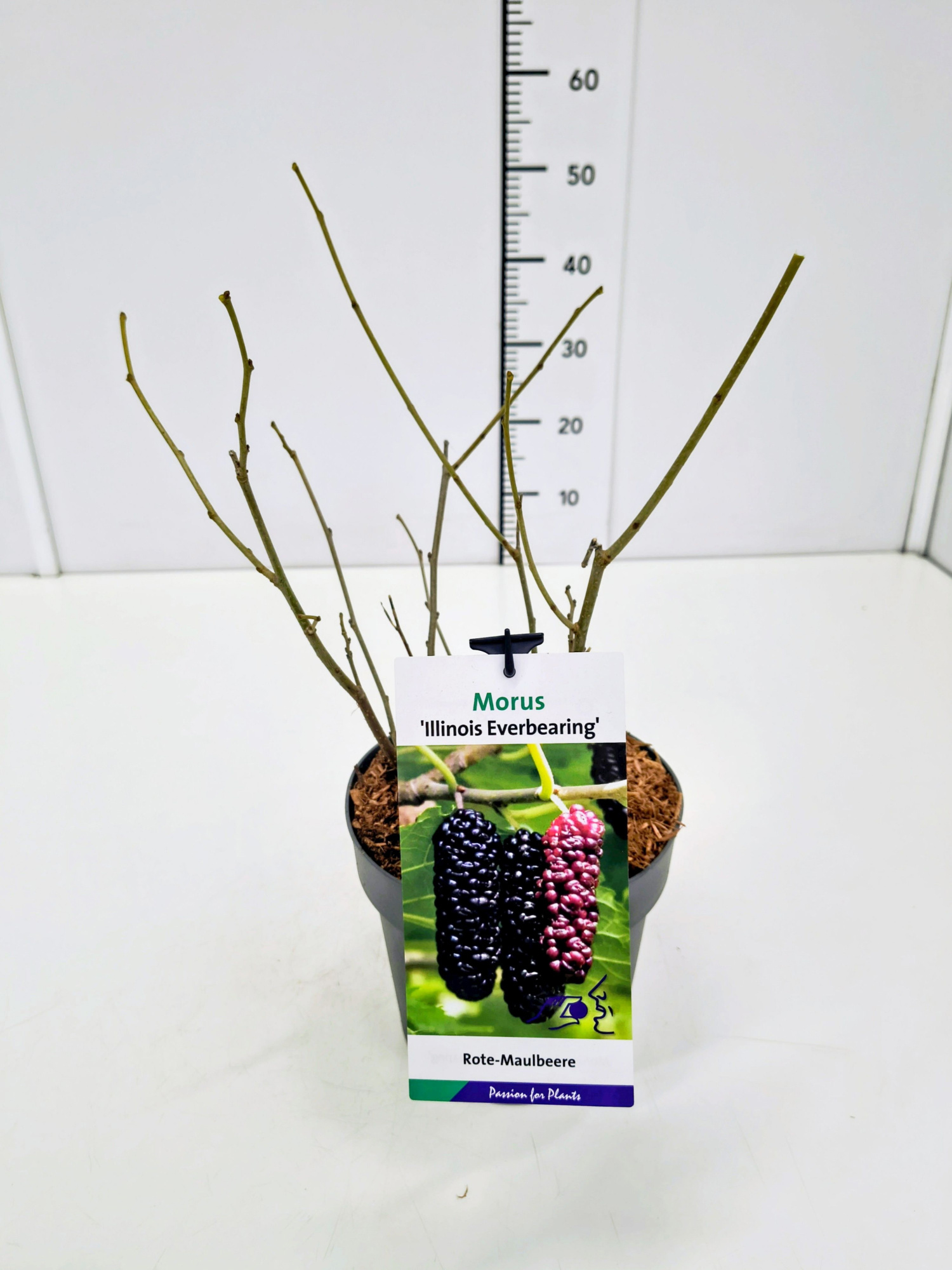 Morus 'Illinois Everbearing' 40-50C3, D 19 cm