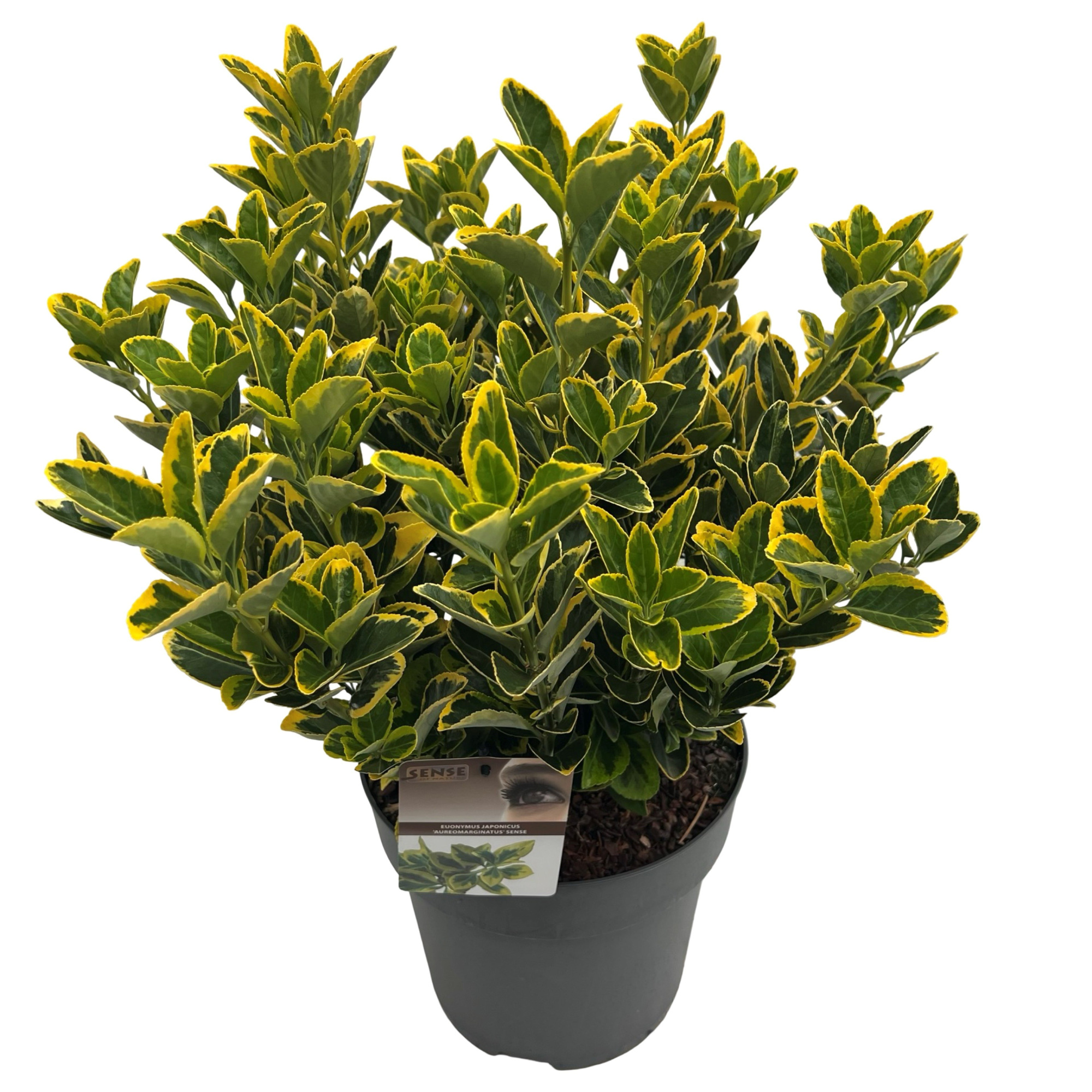 Euonymus jap. 'Aureomarginatus' sense, D 27 cm