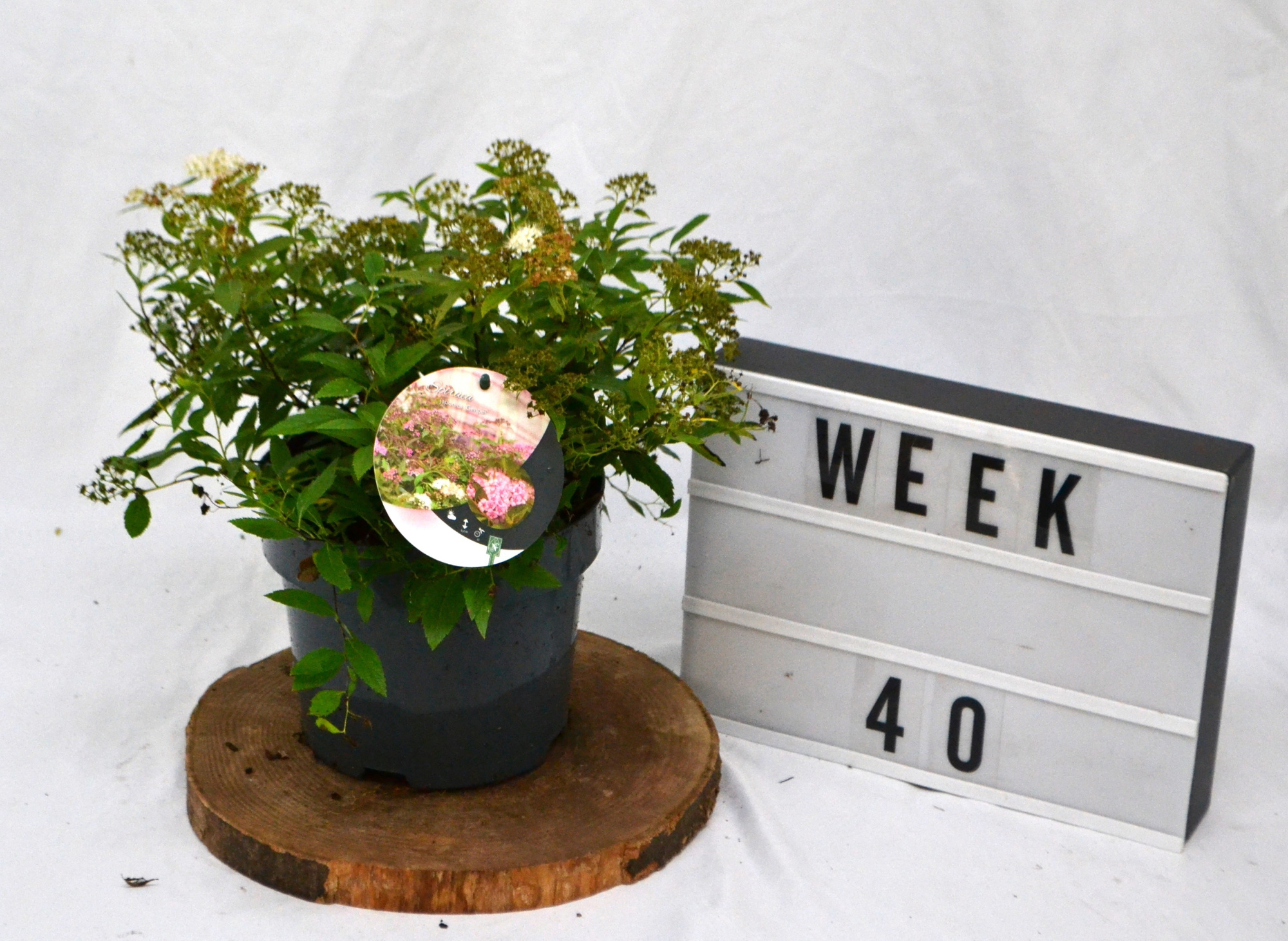 Spiraea japonica 'Genpei' C3, D 19 cm