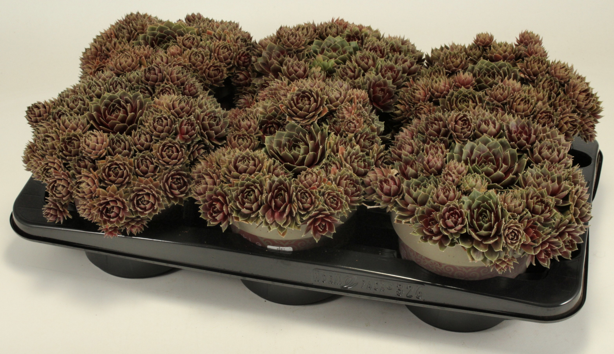 Sempervivum Premium "Commander Hay" T15, D 15