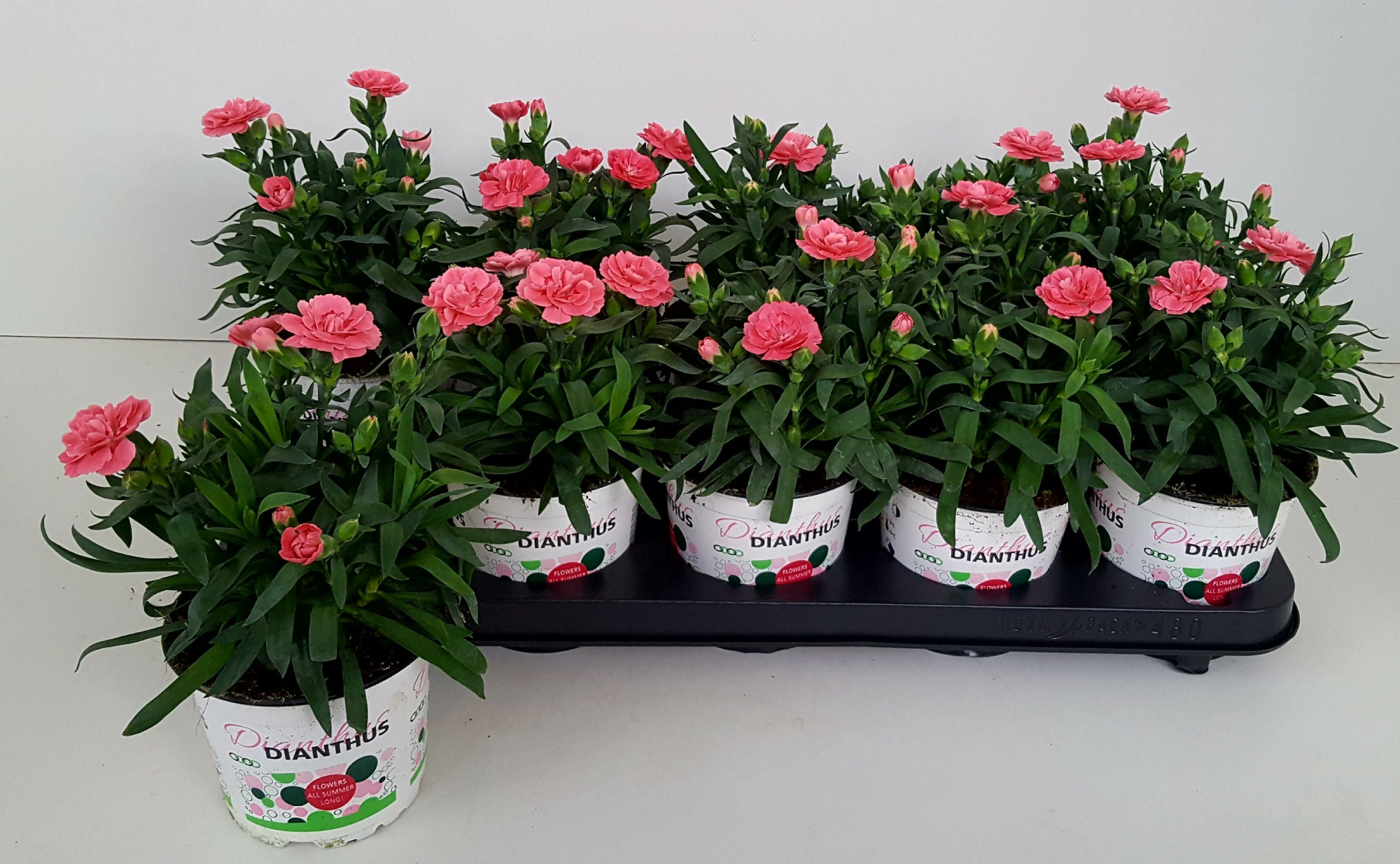 Dianthus Oscar Pink, D 12 cm